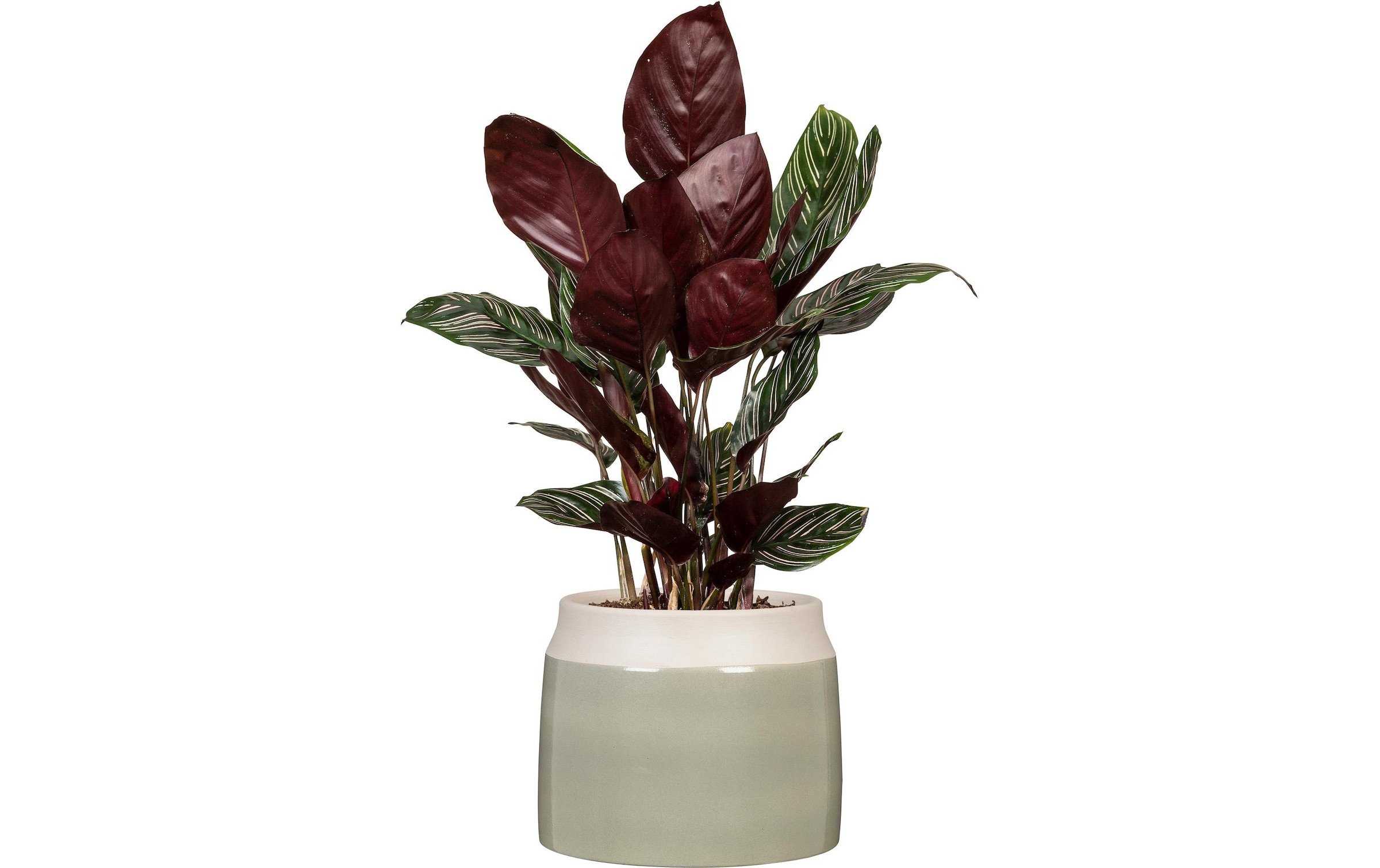 Scheurich Blumentopf »Verde 717«