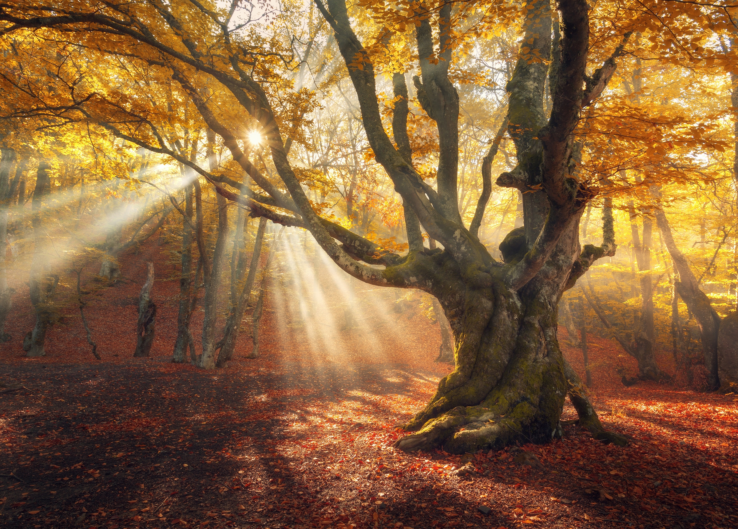 Image of Papermoon Fototapete "Magical Old Trees Autumn Forest" glatt