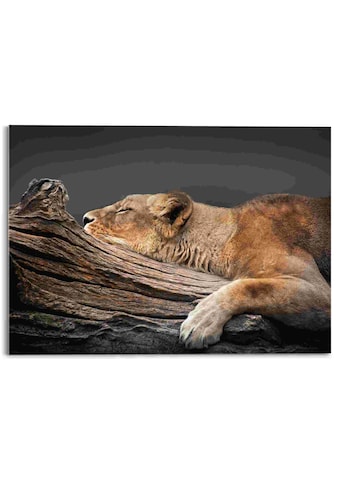 Acrylglasbild »Ruhende Löwin«