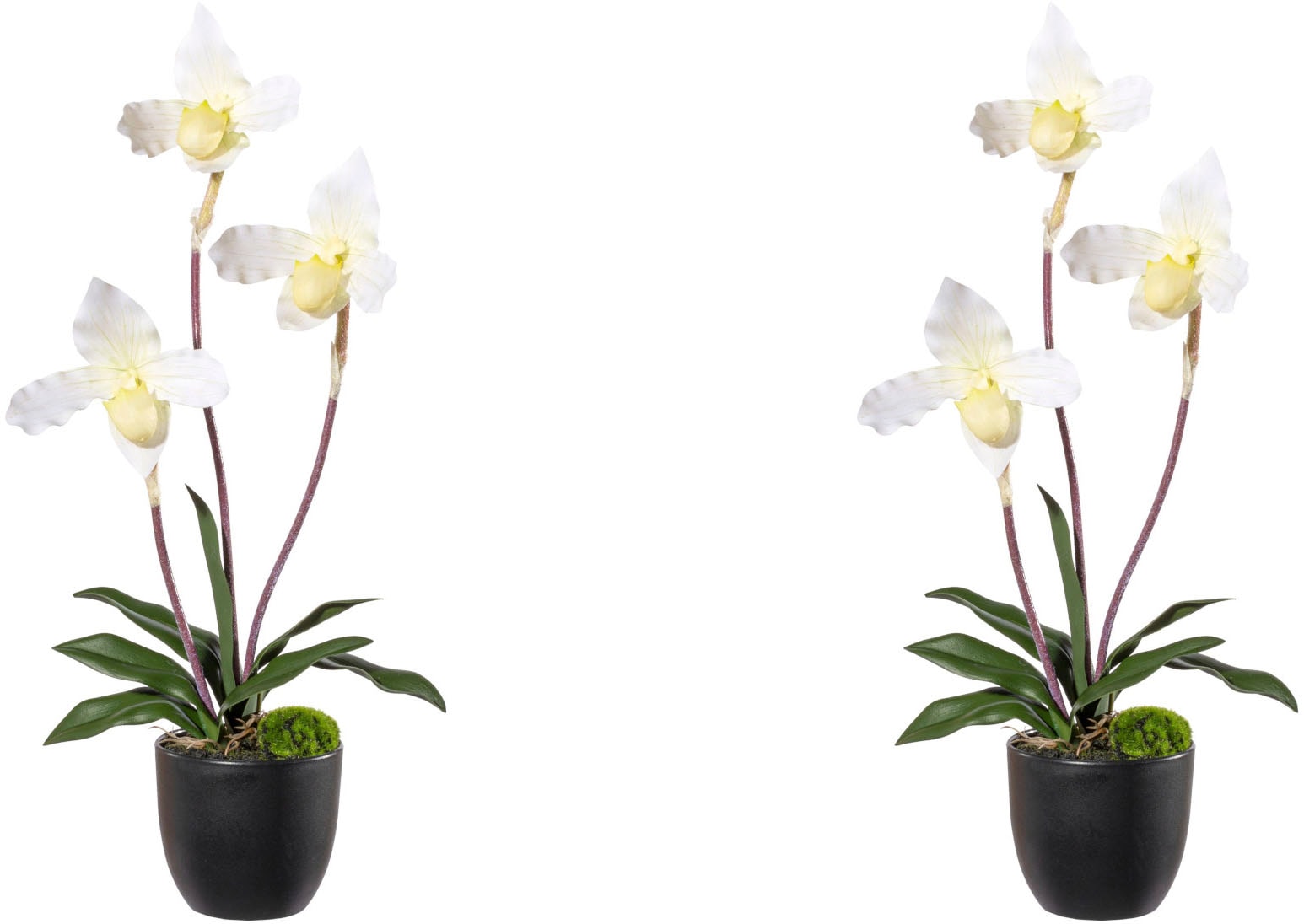 Real-Touch-Blüten Kunstorchidee Creativ »Orchidee green günstig kaufen Frauenschuh«, mit