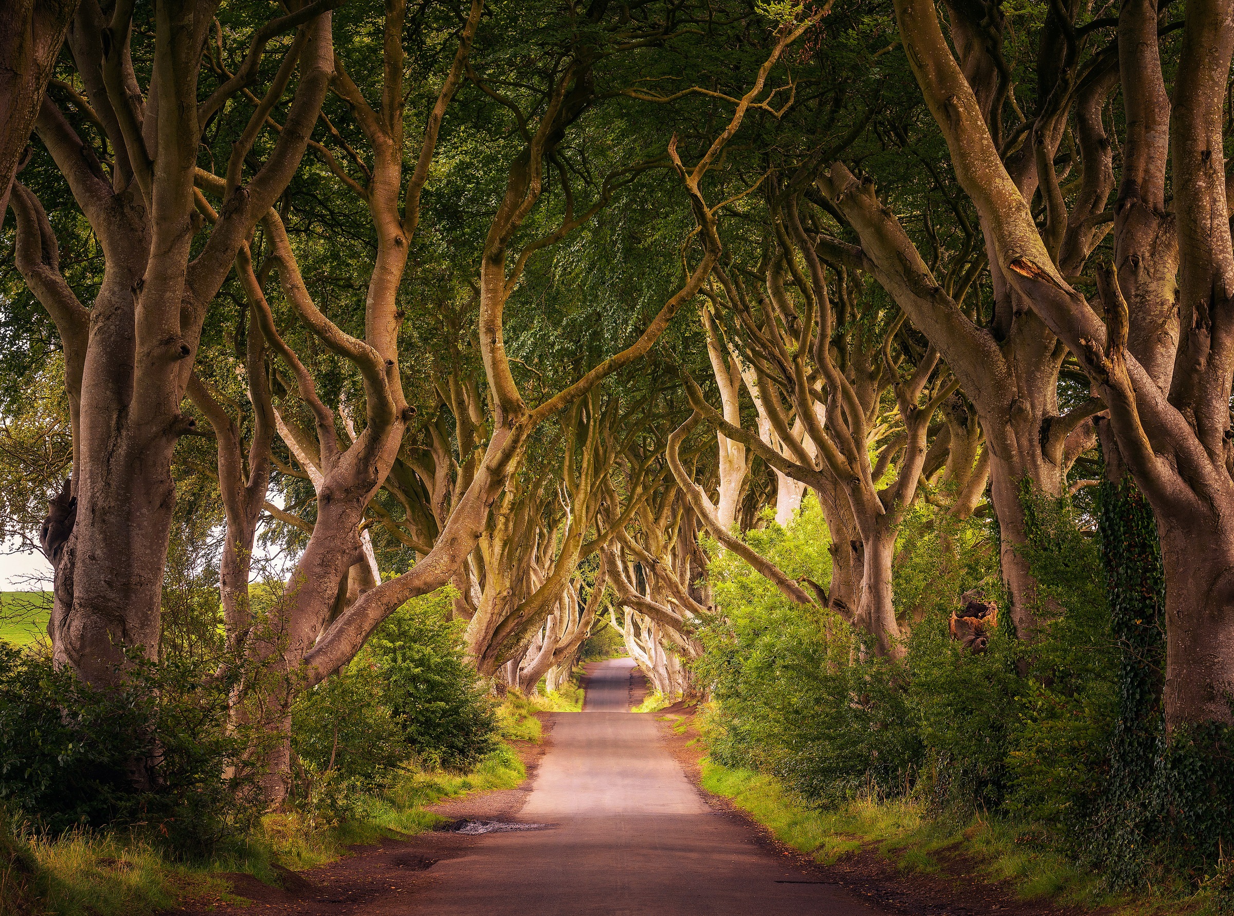 Image of Papermoon Fototapete »Dark Hedges Tree Tunnel« bei Ackermann Versand Schweiz