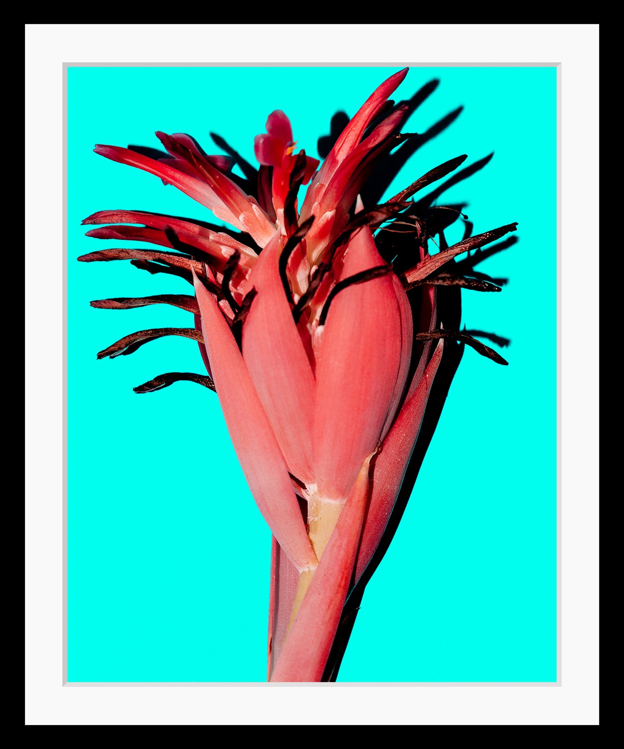 Image of queence Bild "Anni" Blumen Kunst Pflanzen Pflanzenbilder HD Premium Poster-Druck inkl. Holzrahmen