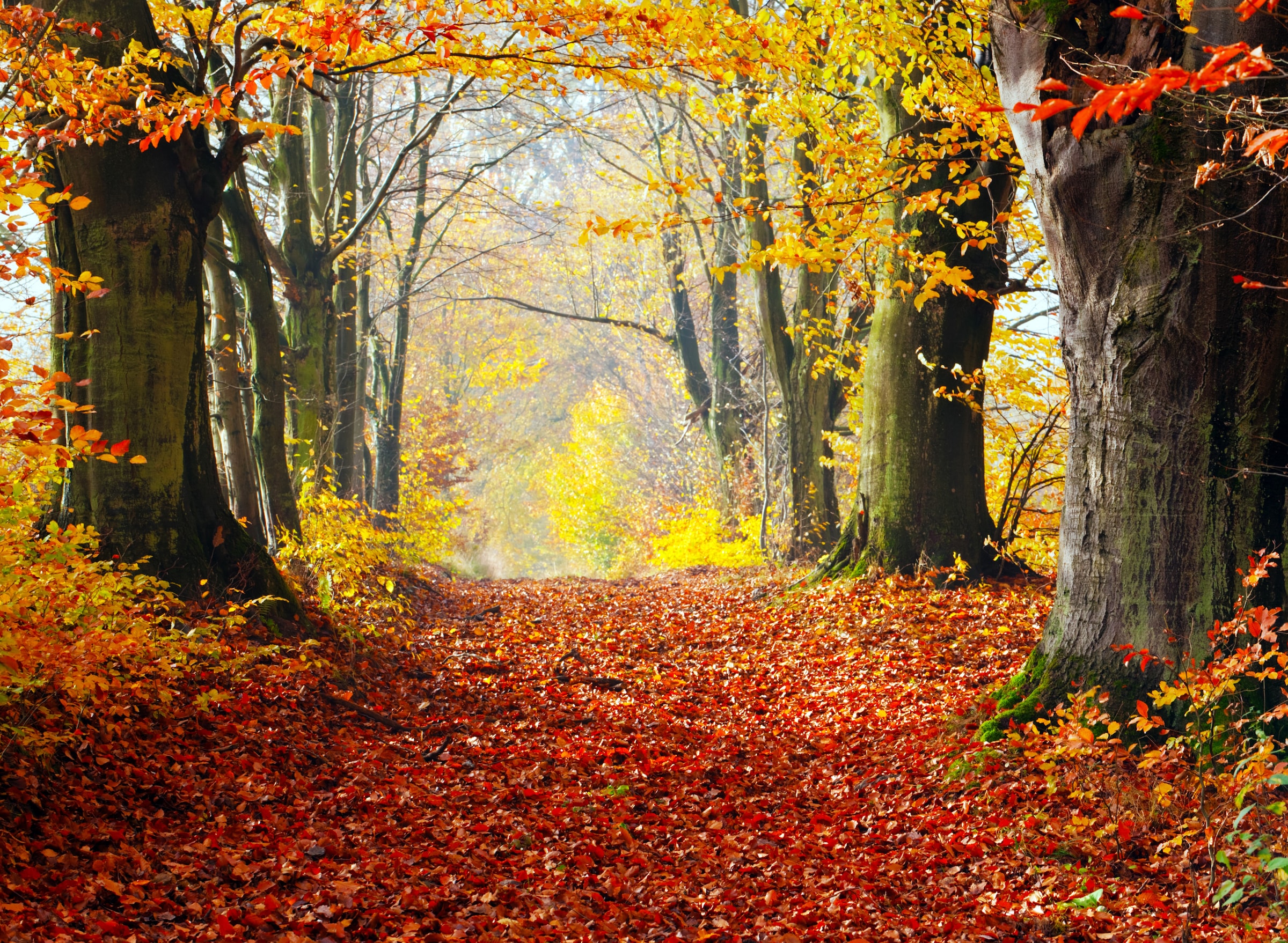 Image of Papermoon Fototapete "Autumn Forest Path" glatt