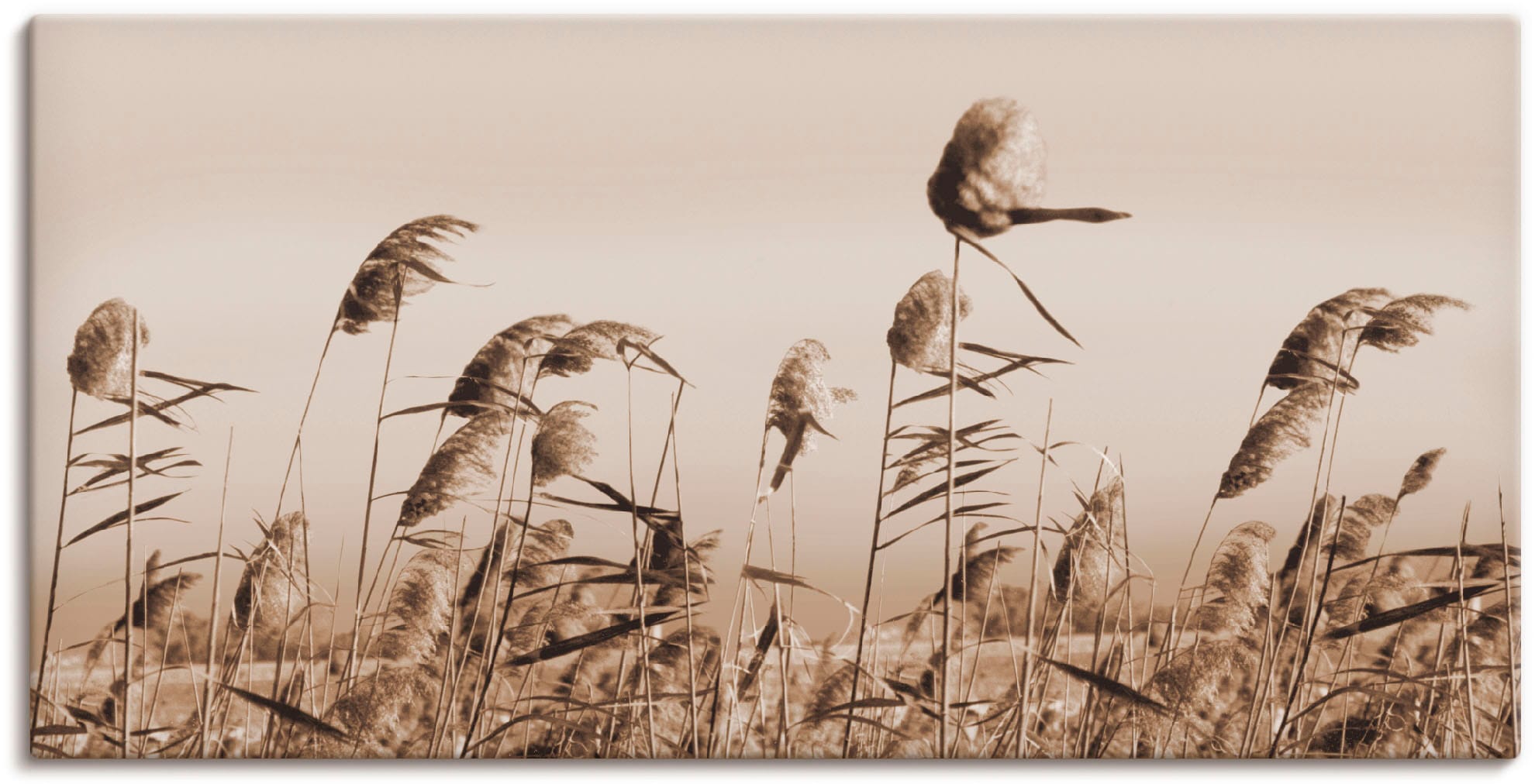 Image of Artland Leinwandbild "Gräser" Gräser 1 Stk. tlg. auf Holzrahmen gespannt