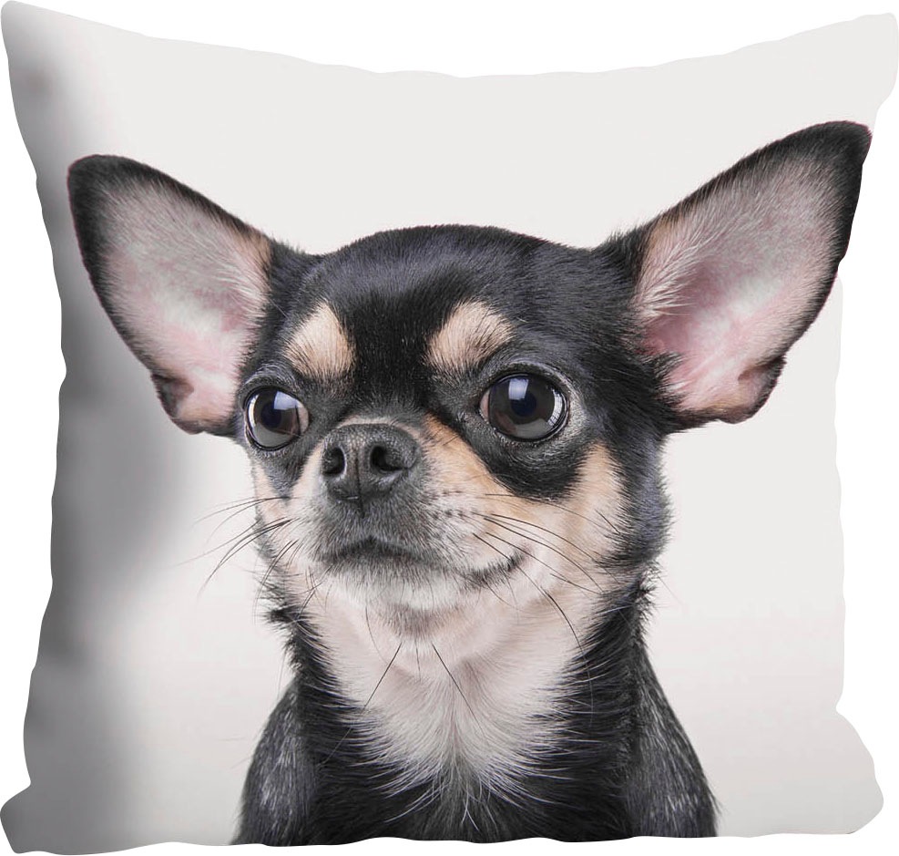 queence Dekokissen »Mailin«, Kissenhülle,Chihuahua,Hund,Tiermotiv,Niedlich,Verspielt,Haustier,Zart