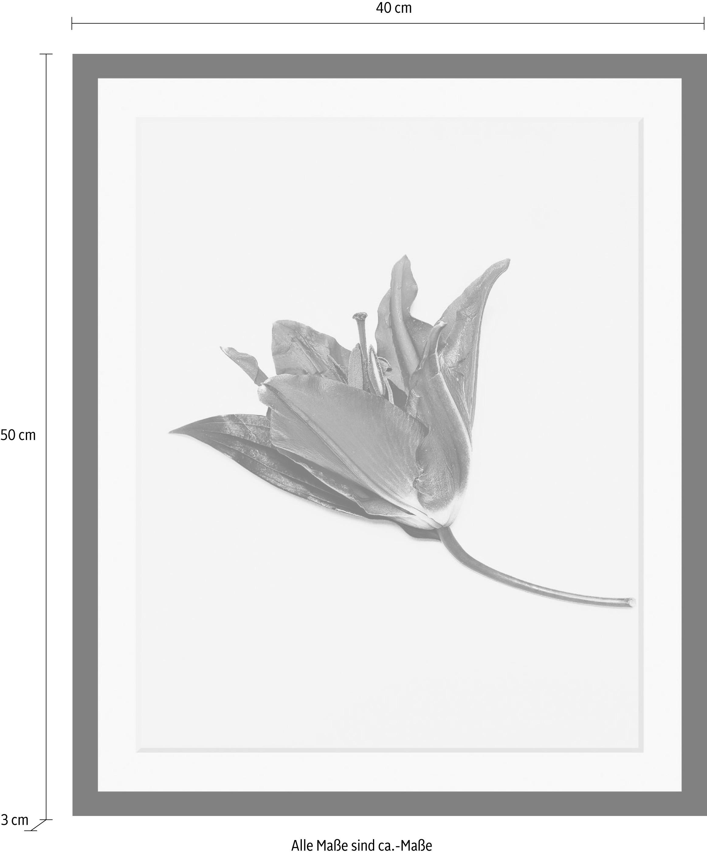 queence Bild »Blume«, Blumen-Blumenbilder-Pflanzen-Kunst, HD Premium Poster-Druck inkl. Holzrahmen