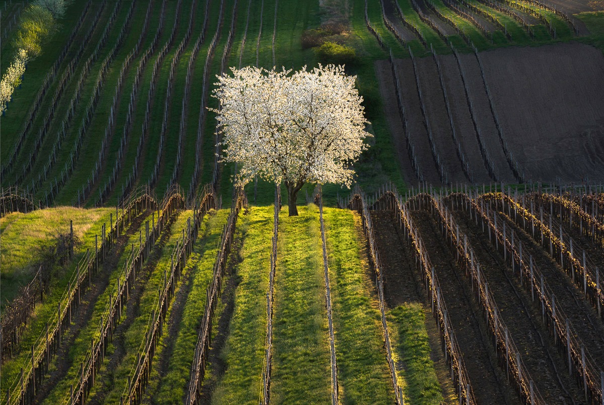 Image of Papermoon Fototapete »Felder mit Baum«, Vliestapete, hochwertiger Digitaldruck, inklusive Kleister bei Ackermann Versand Schweiz