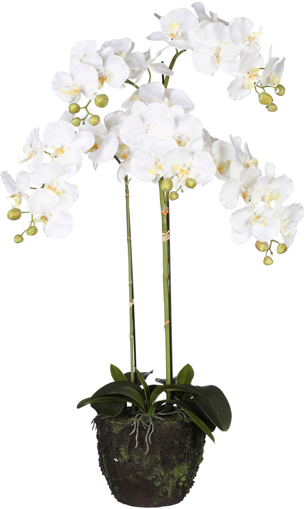 Creativ green Kunstorchidee »Phalaenopsis«, im Ballen acheter  confortablement