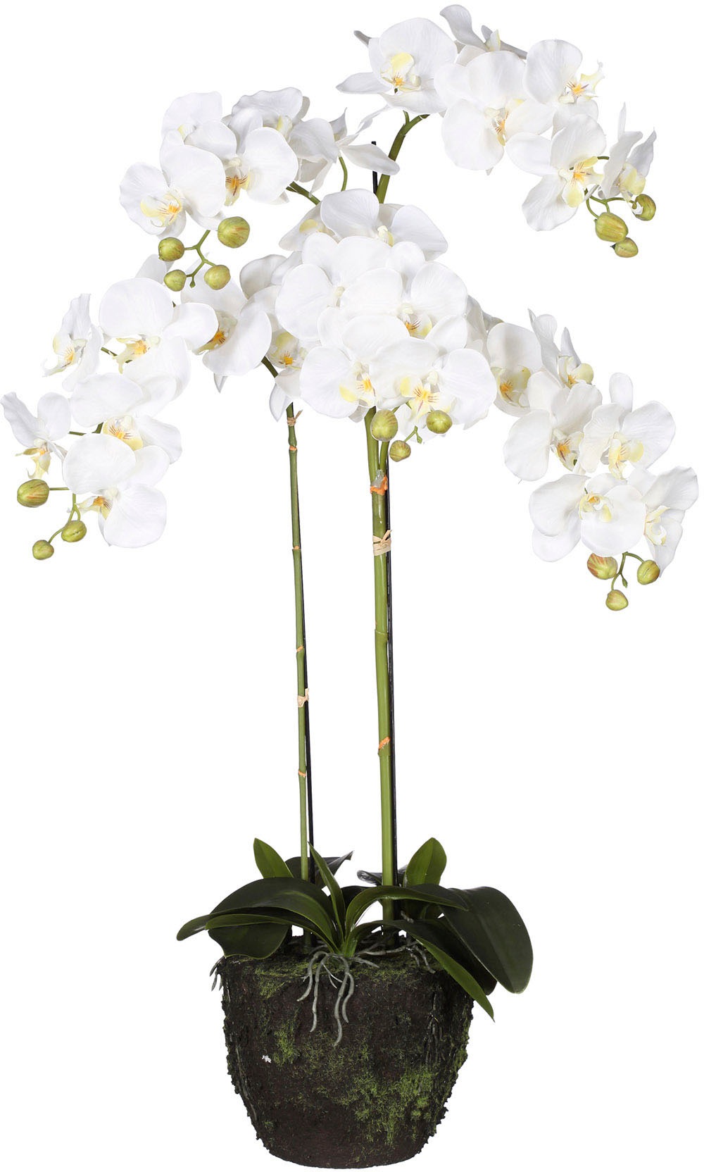 Image of Creativ green Kunstorchidee »Phalaenopsis«, (1 St.), im Ballen bei Ackermann Versand Schweiz