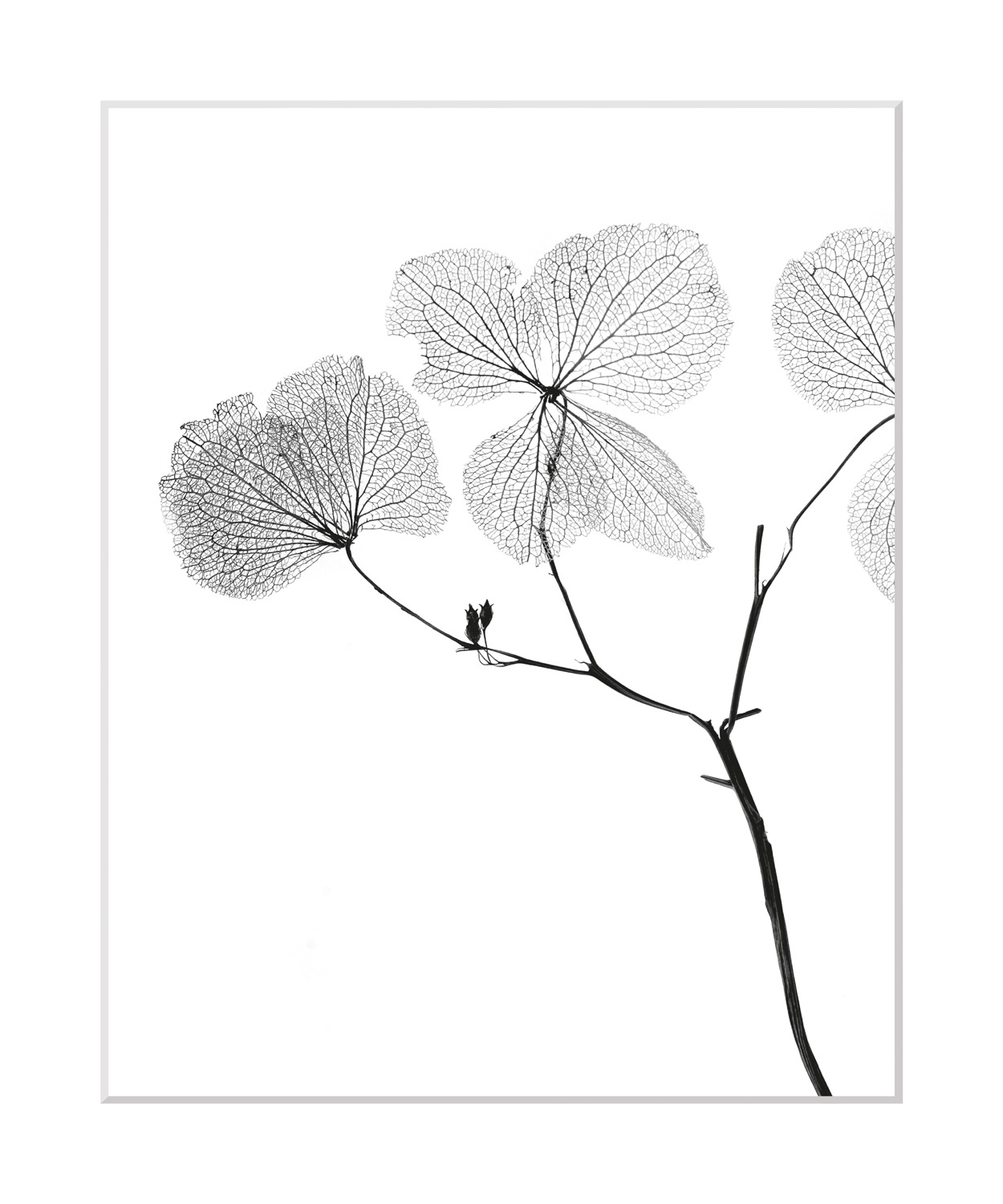 queence Bild »Kaja« Blumen | Foto | Kunst | Pflanzen | Pflanzenbilder Blumen, gerahmt