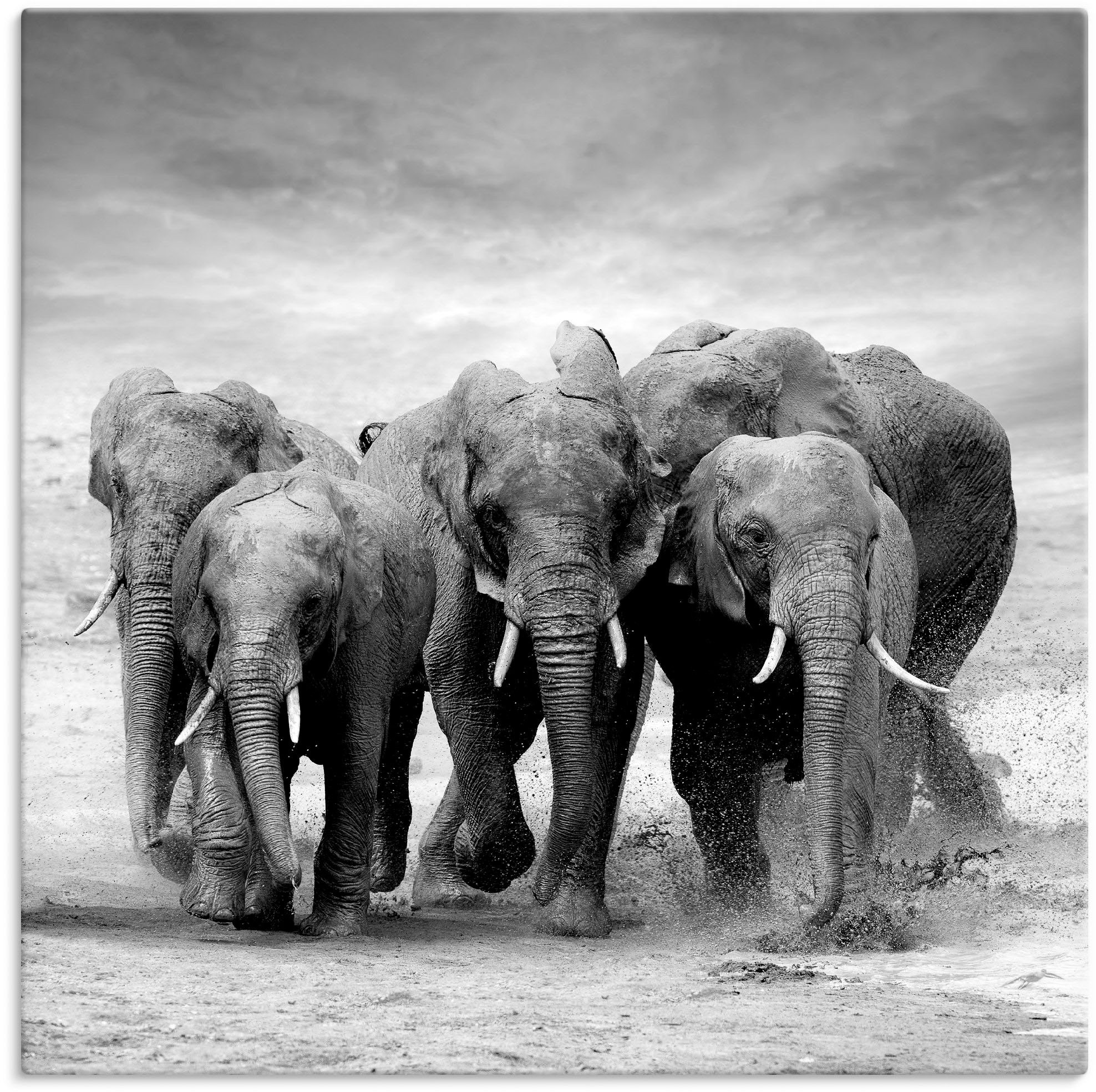 Image of Artland Wandbild "Elefanten" Wildtiere 1 Stk. tlg. als Leinwandbild, Poster in verschied. Grössen