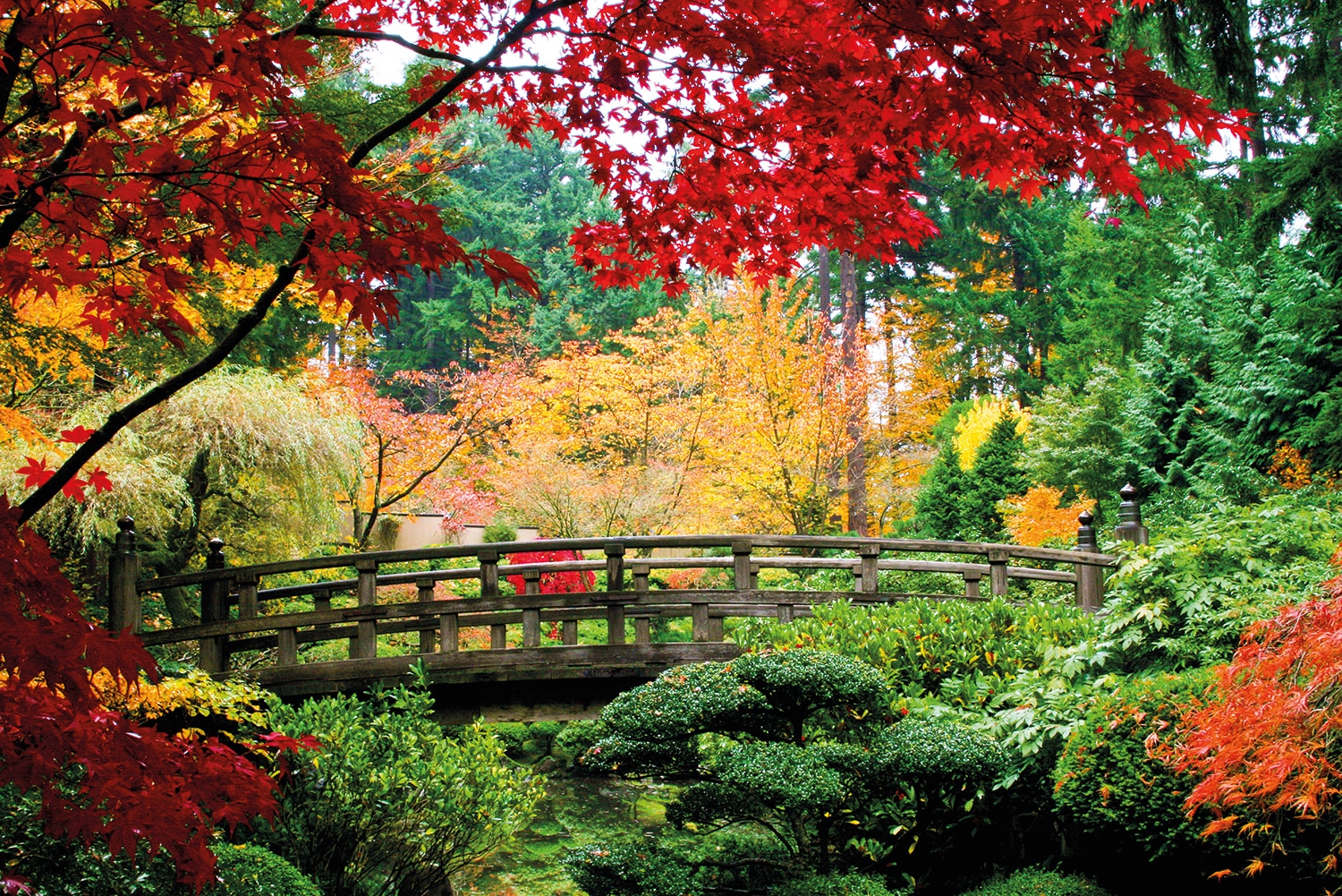 Image of Papermoon Fototapete "Bridge in Japanese Garden" glatt