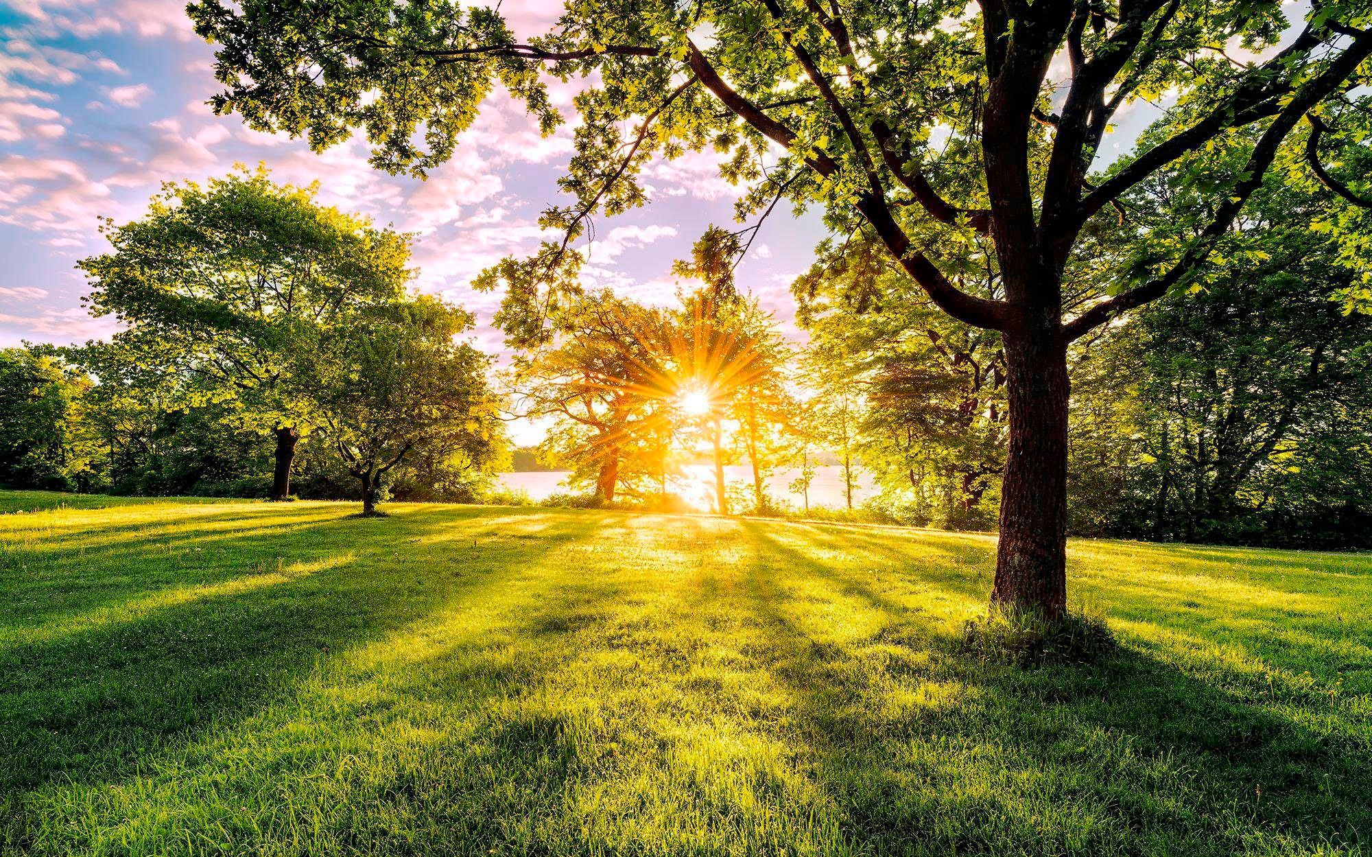 Image of Komar Vliestapete »Pure Golden Moment«, naturalistisch bei Ackermann Versand Schweiz