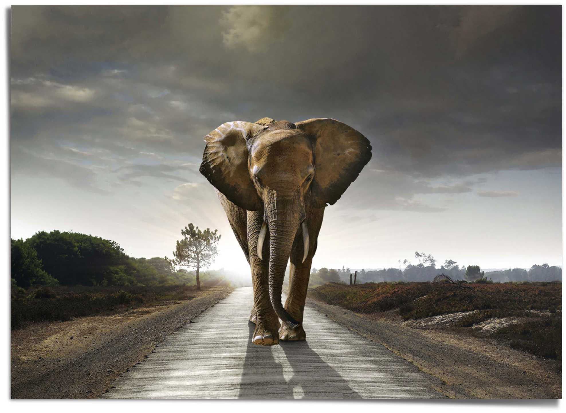 Image of Reinders! Poster »Elefantenkönig« bei Ackermann Versand Schweiz