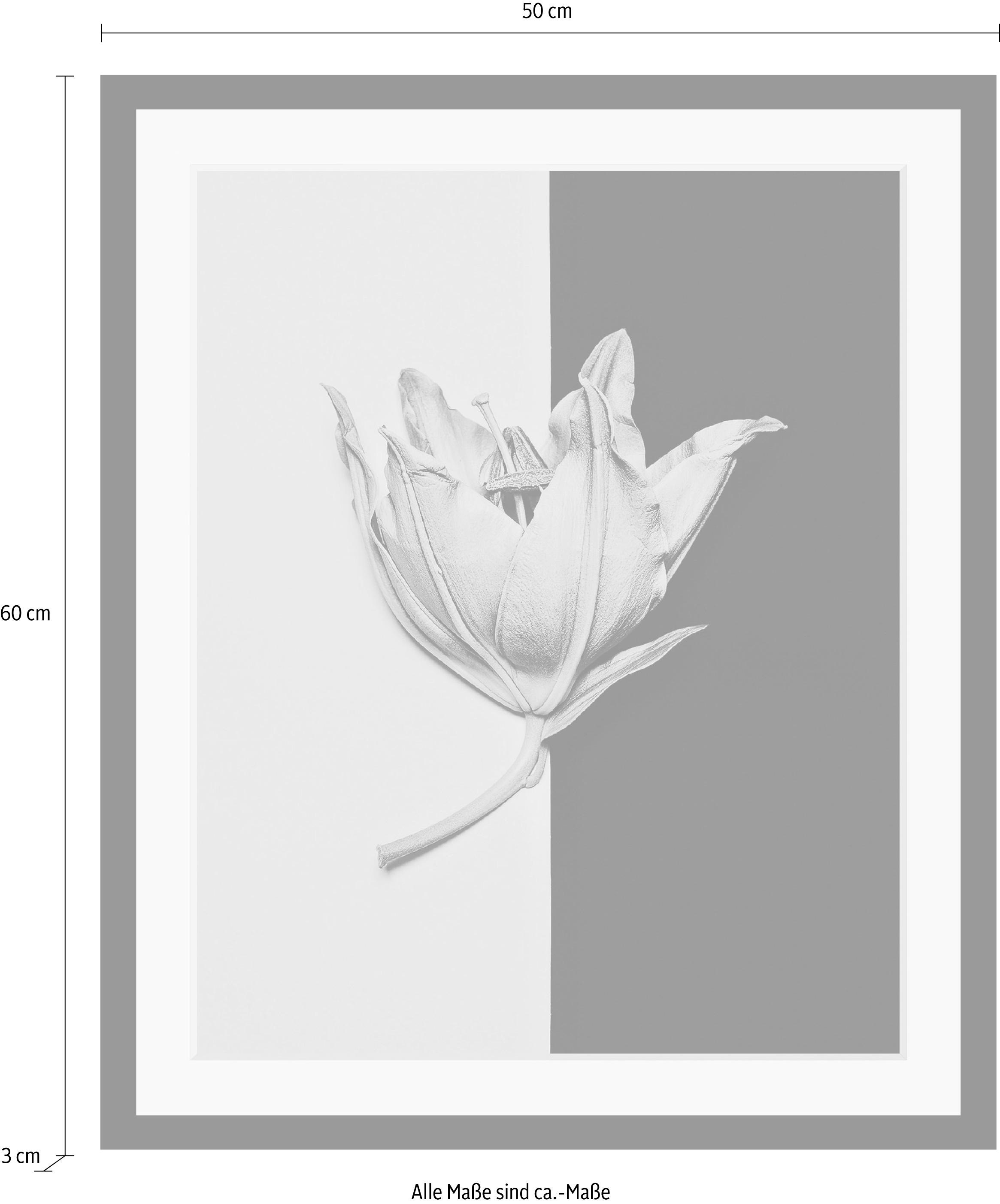 queence Bild »Blüte« Blumen | Blumenbilder | Kunst | Pflanzen HD Premium Poster-Druck inkl. Holzrahmen