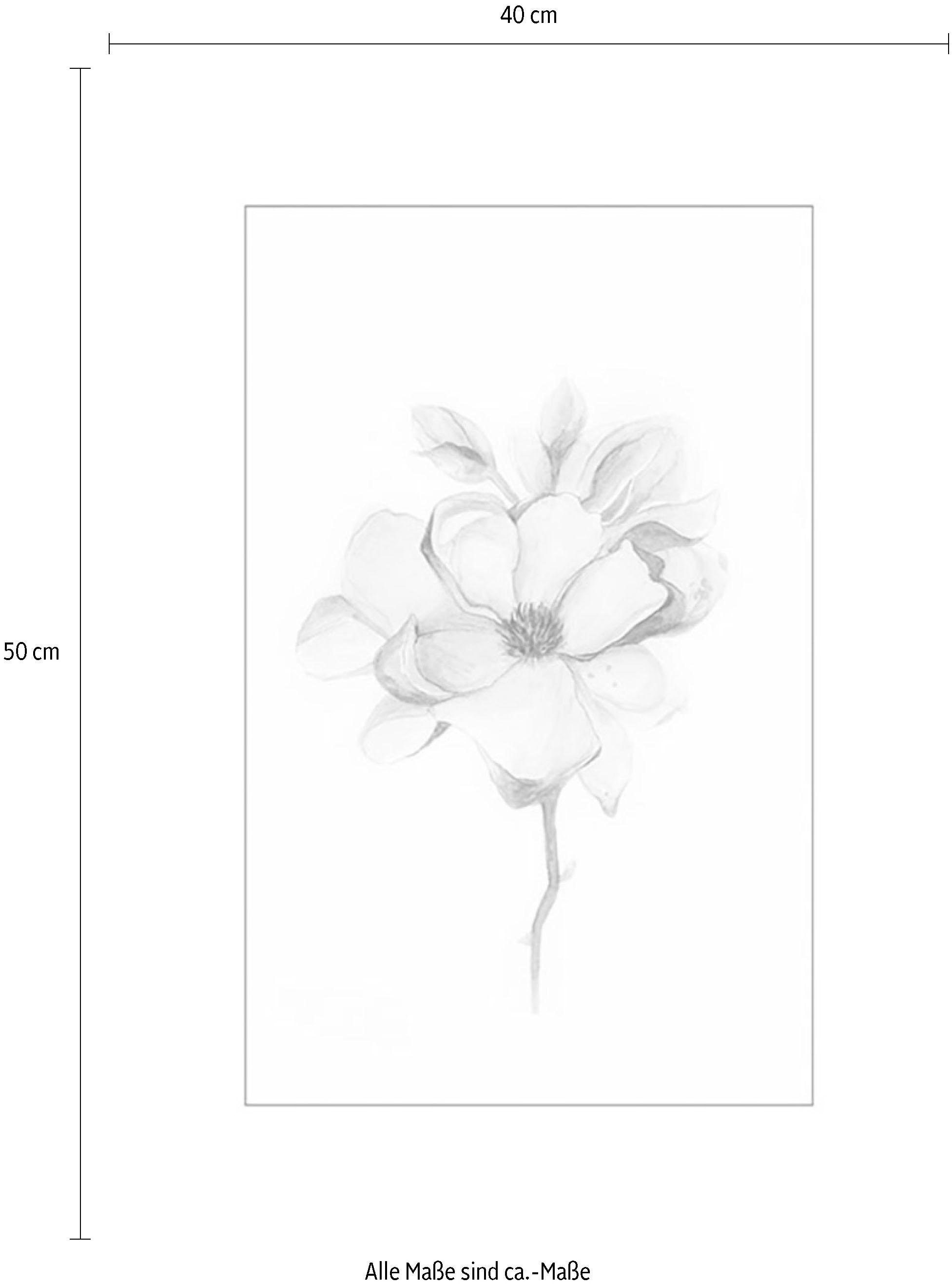 Komar Poster Blossom«, 1 (Packung, Blumen, »Magnolia Anzahl Kinderzimmer, Wohnzimmer St., 1), Schlafzimmer, versandkostenfrei auf Teile