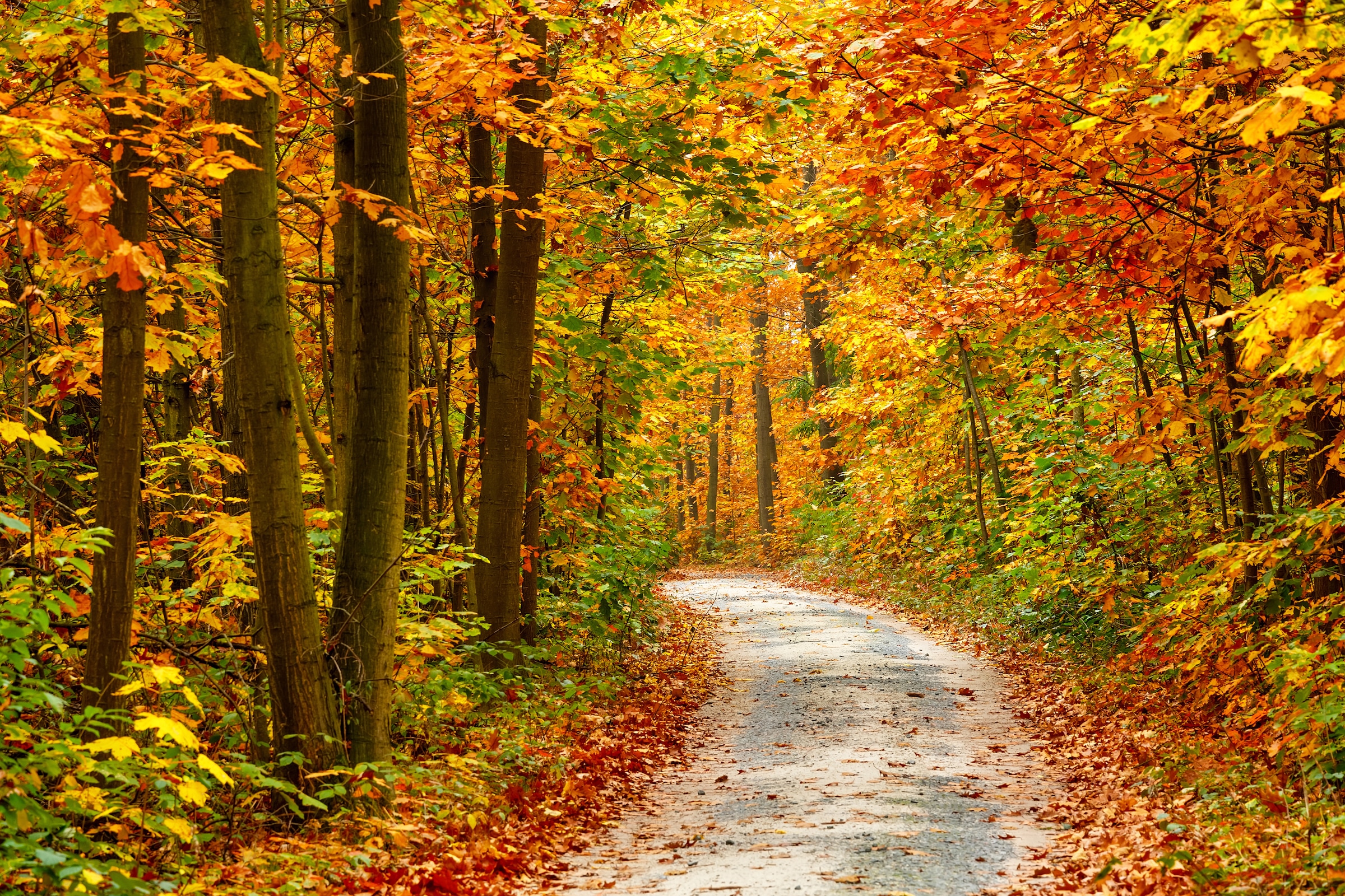 Image of Papermoon Fototapete "Pathway in Colorful Autumn Forest" glatt