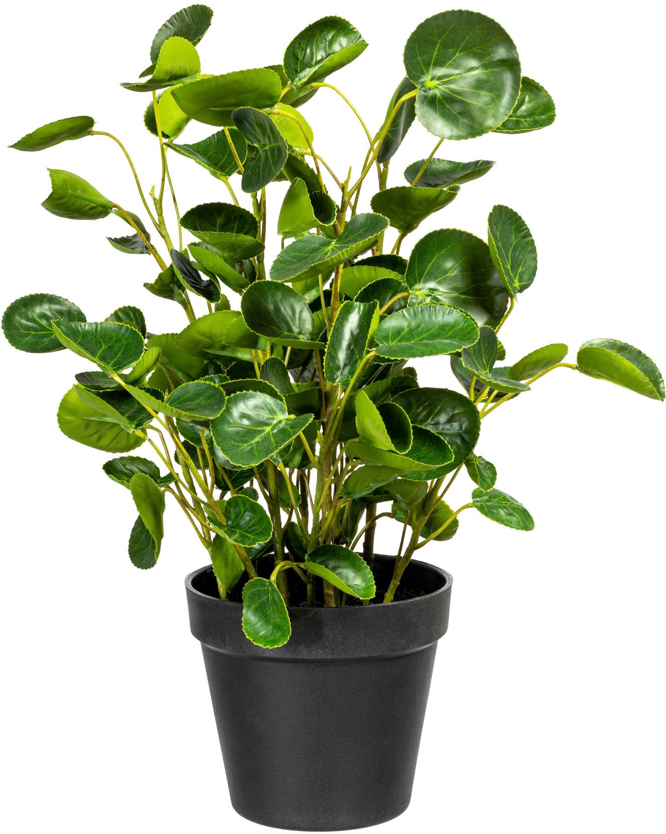 Image of Creativ green Künstliche Zimmerpflanze »Pileabusch«, (1 St.) bei Ackermann Versand Schweiz