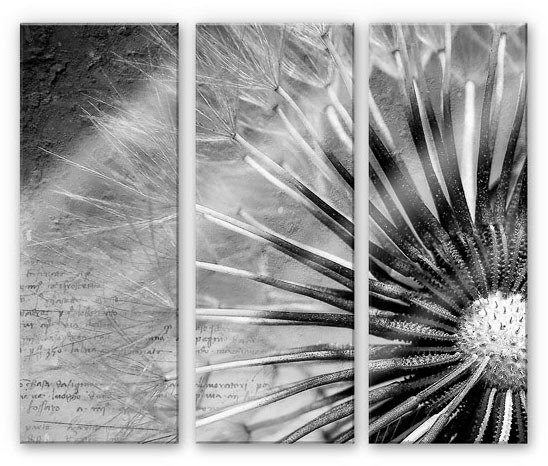 Image of Wall-Art Mehrteilige Bilder »Pusteblumen Poesie (3-teilig)«, (Set, 3 St.) bei Ackermann Versand Schweiz