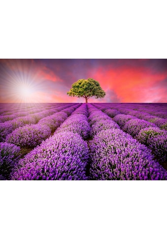 Papermoon Fototapete »Lavendel Field in Sunburst« kaufen