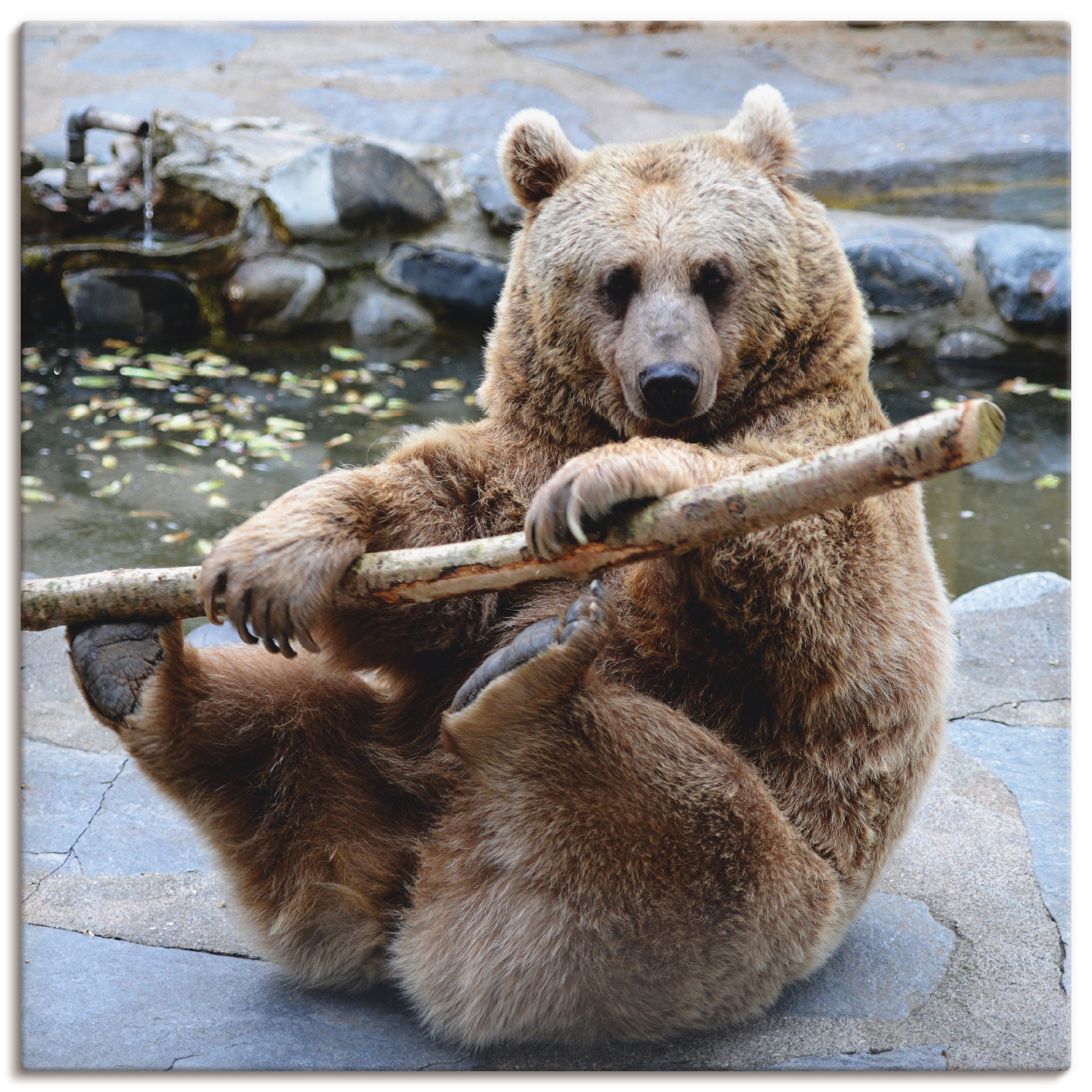 Image of Artland Leinwandbild "Bär II" Wildtiere 1 Stk. tlg. auf Holzrahmen gespannt