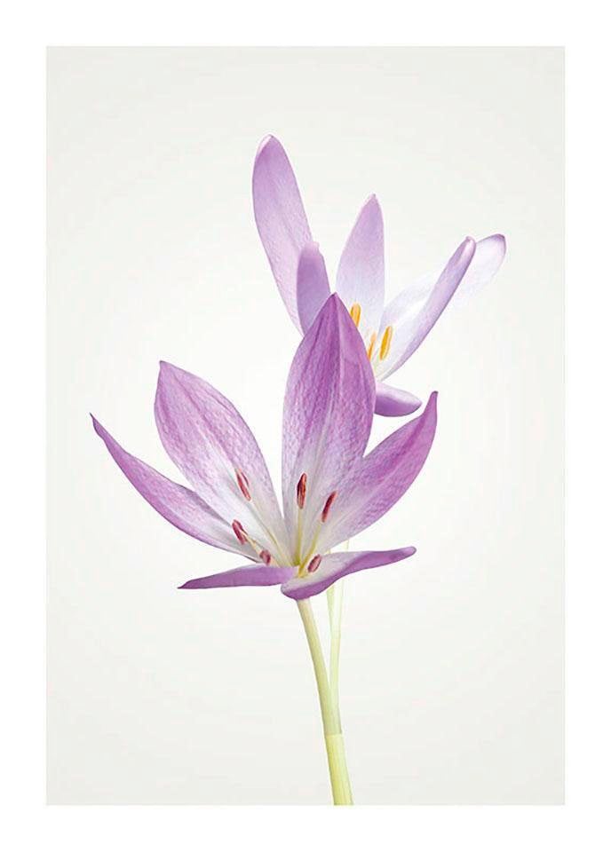 Image of Komar Bild "Autumn Crocus" Blumen 1 Stk. tlg. Wandbild zur Dekoration - ohne Rahmen