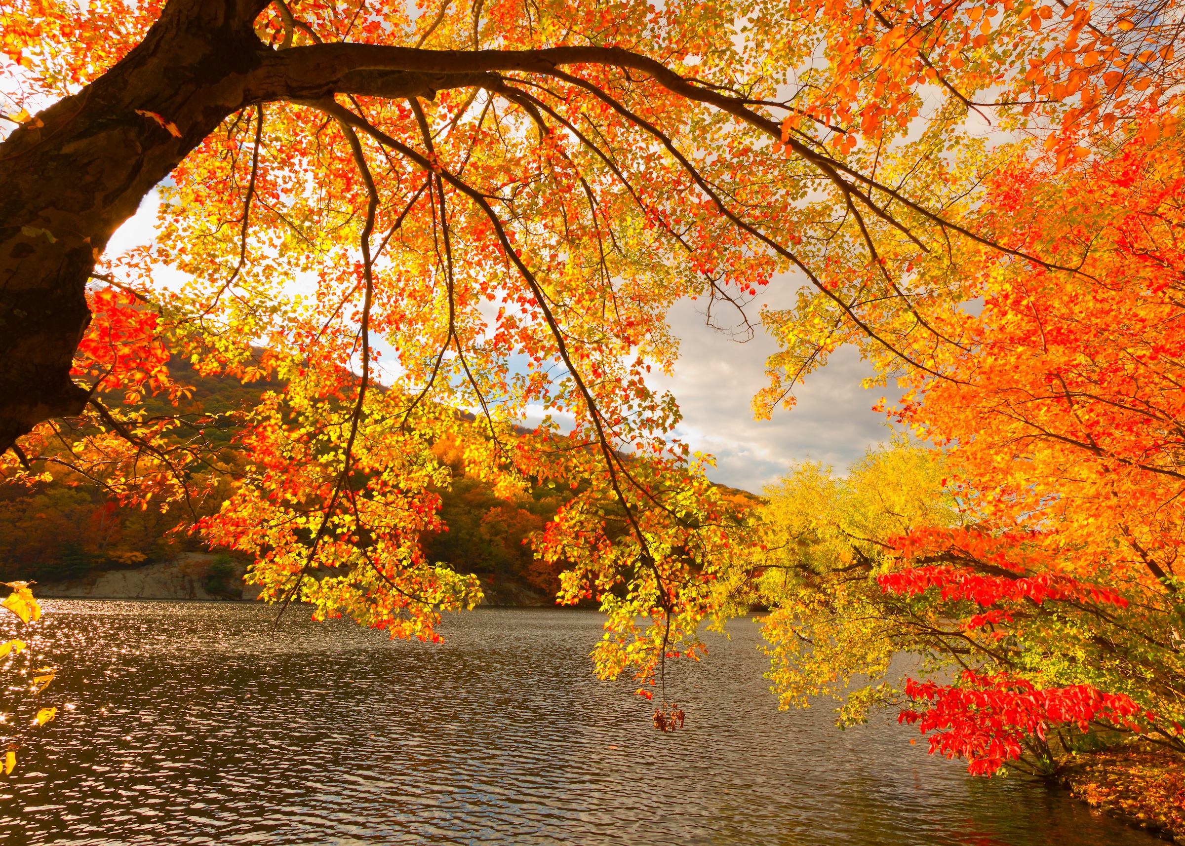 Image of Papermoon Fototapete "Autumn Scenery" glatt