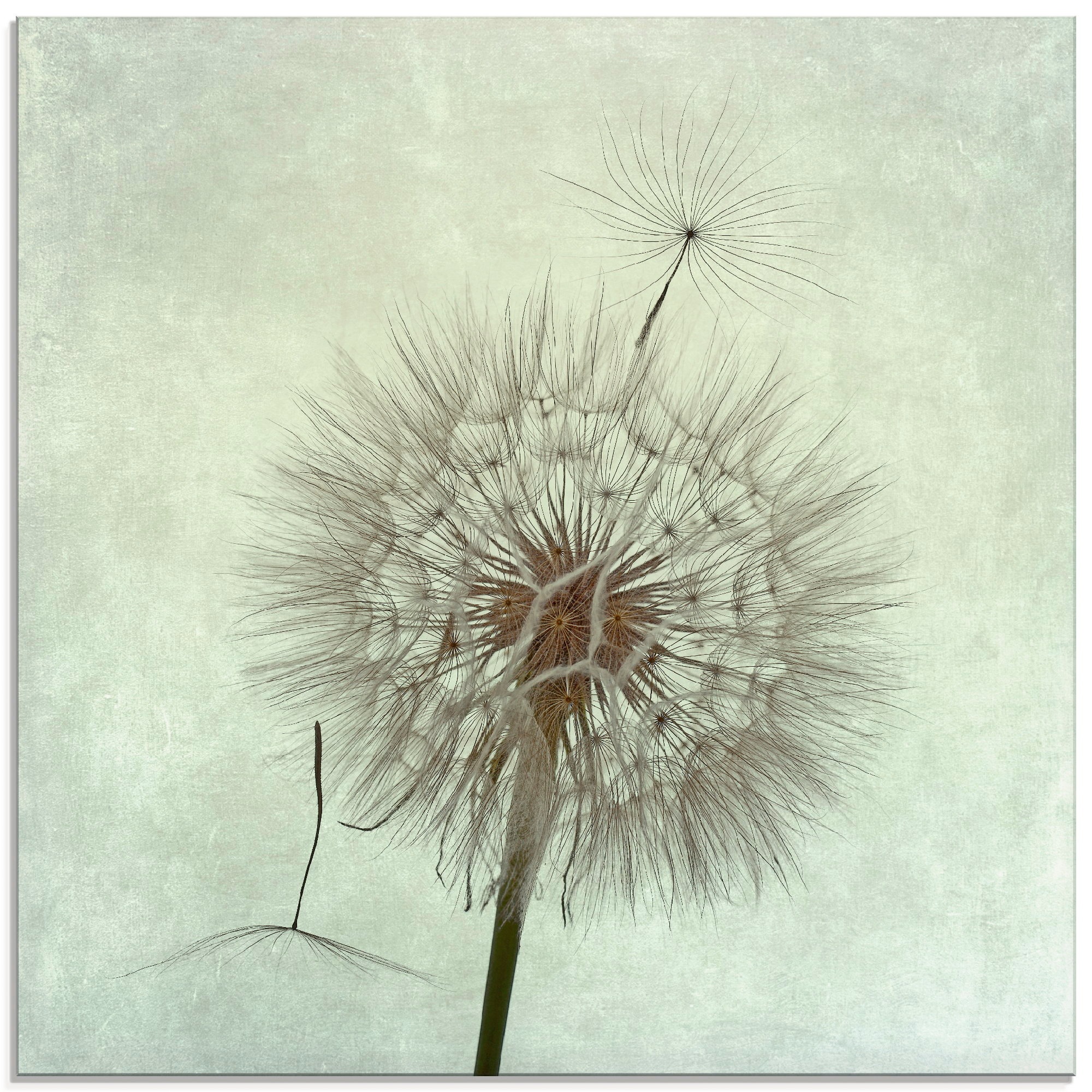 Image of Artland Glasbild »Pusteblume II«, Blumen, (1 St.) bei Ackermann Versand Schweiz