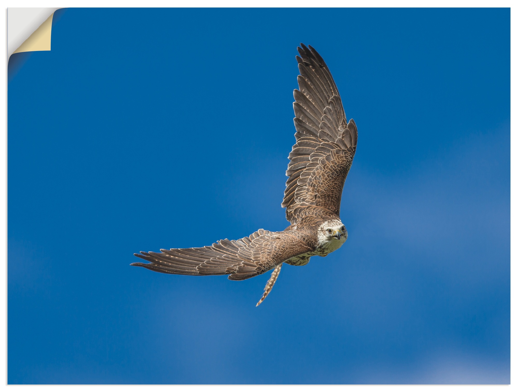 Image of Artland Wandbild »Der Falke«, Vögel, (1 St.), in vielen Grössen & Produktarten -Leinwandbild, Poster, Wandaufkleber / Wandtattoo auch für Badezimmer geeignet bei Ackermann Versand Schweiz