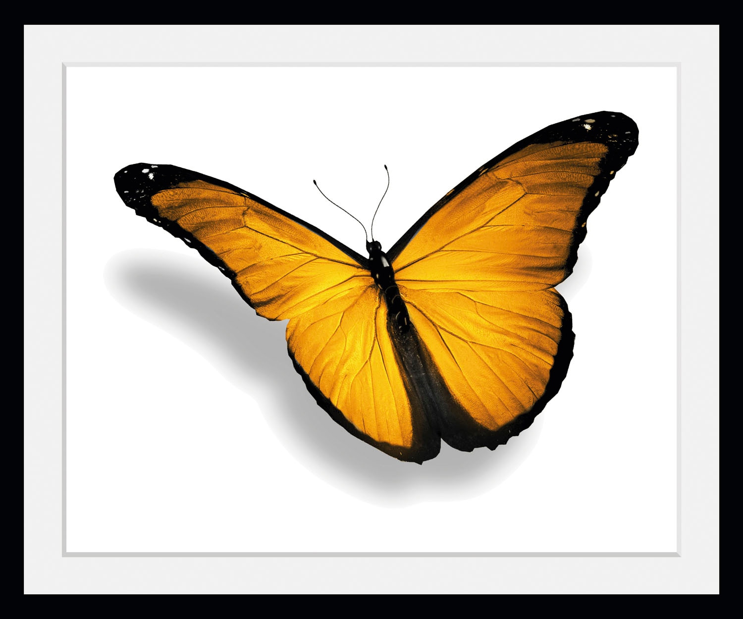 Image of queence Bild "Maria 2.0" Insekten Kunst Schmetterlinge 1 Stk. tlg. HD Premium Poster-Druck inkl. Holzrahmen