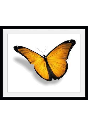 queence Bild »Maria 2.0«, Schmetterlinge, (1 St.) kaufen
