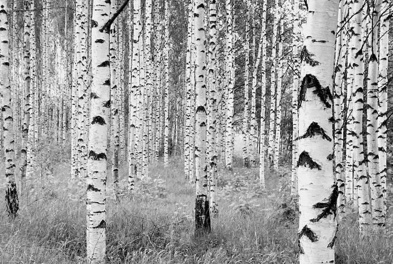 Image of Komar Vliestapete "Vlies - Woods - Grösse 368 x 248 cm" bedruckt glatt Wohnzimmer, Schlafzimmer