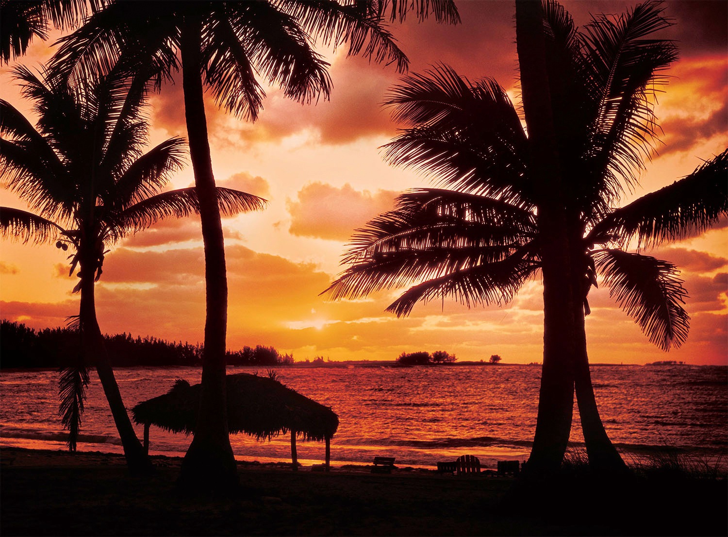 Image of Papermoon Fototapete »Palm Beach at Dusk« bei Ackermann Versand Schweiz