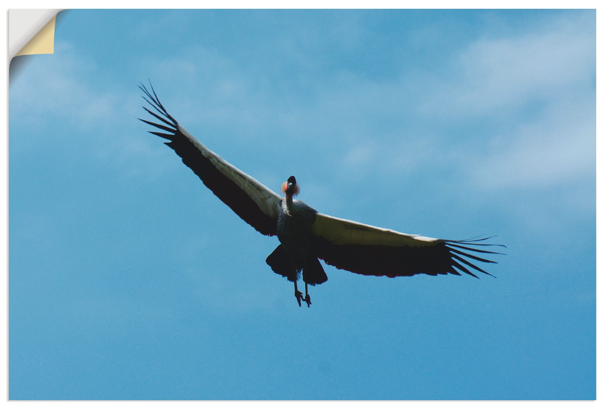 Image of Artland Wandbild »Kronenkranich Flug«, Vögel, (1 St.), in vielen Grössen & Produktarten - Alubild / Outdoorbild für den Aussenbereich, Leinwandbild, Poster, Wandaufkleber / Wandtattoo auch für Badezimmer geeignet bei Ackermann Versand Schweiz