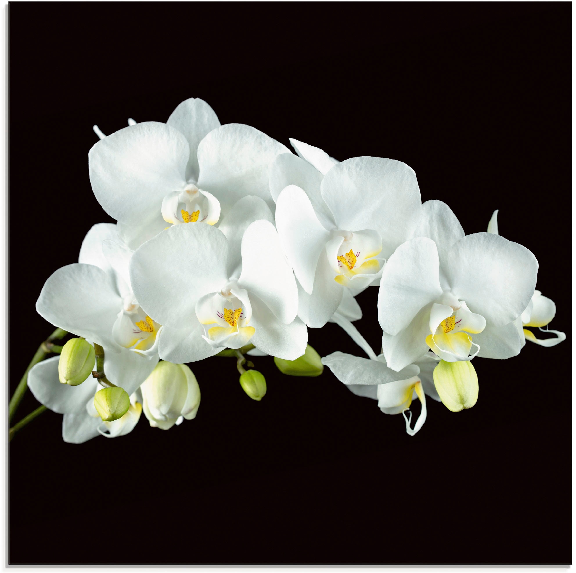 Glasbild »Weisse Orchidee auf schwarzem Hintergrund«, Blumen, (1 St.), in...