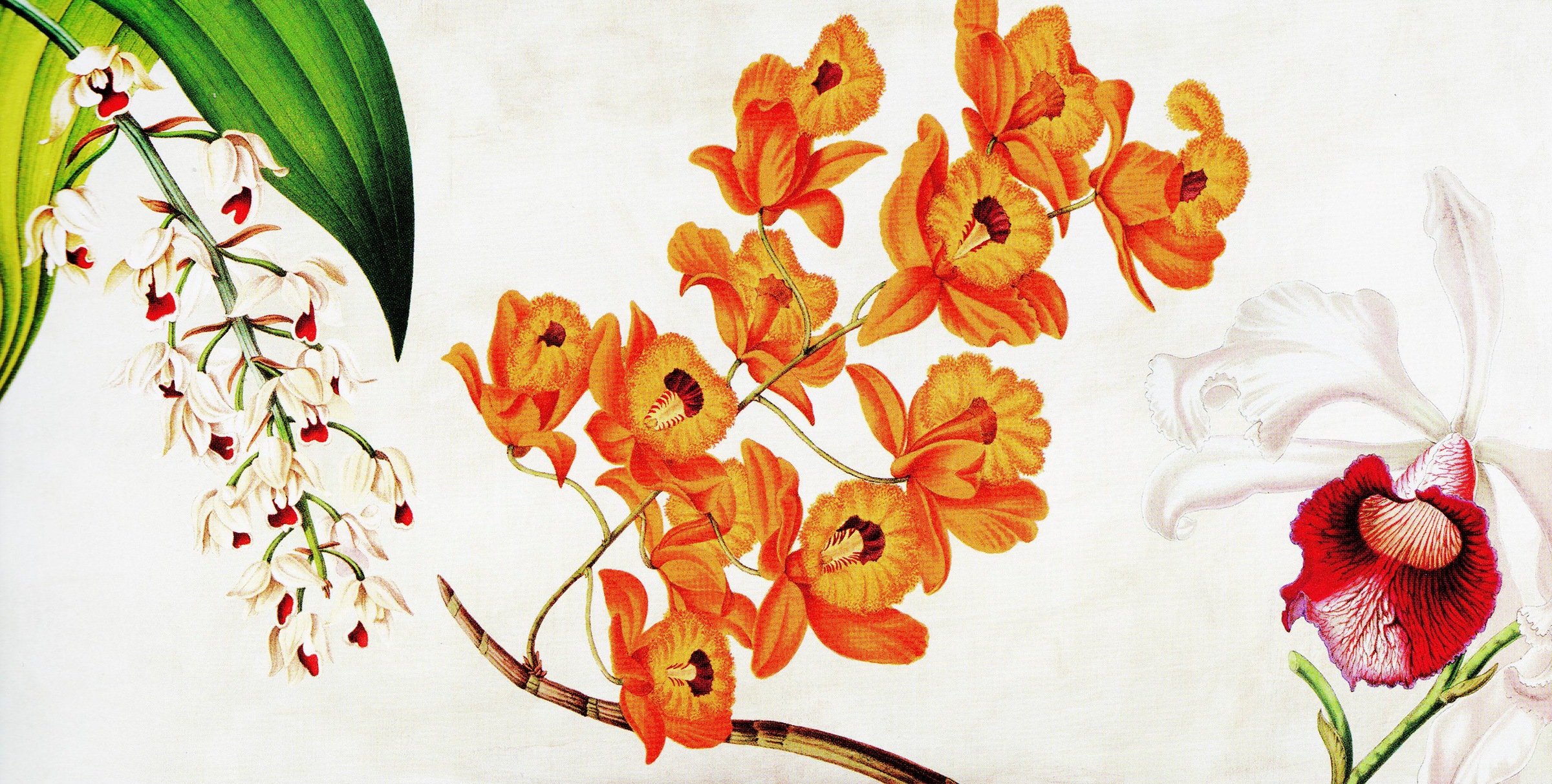 Image of DELAVITA Deco-Panel »REMY DELLAL / Botanik II«, (100/3/50 cm) bei Ackermann Versand Schweiz