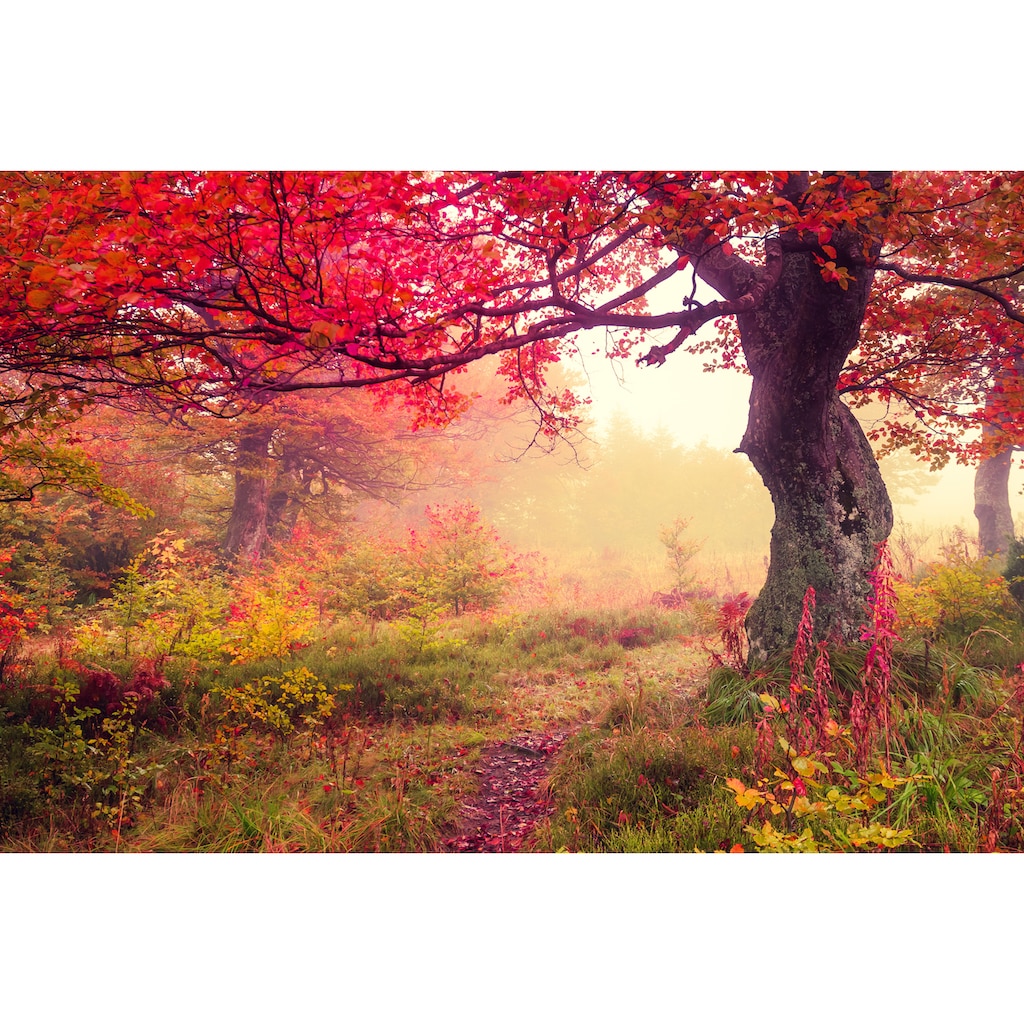 Papermoon Fototapete »Autumn Trees«