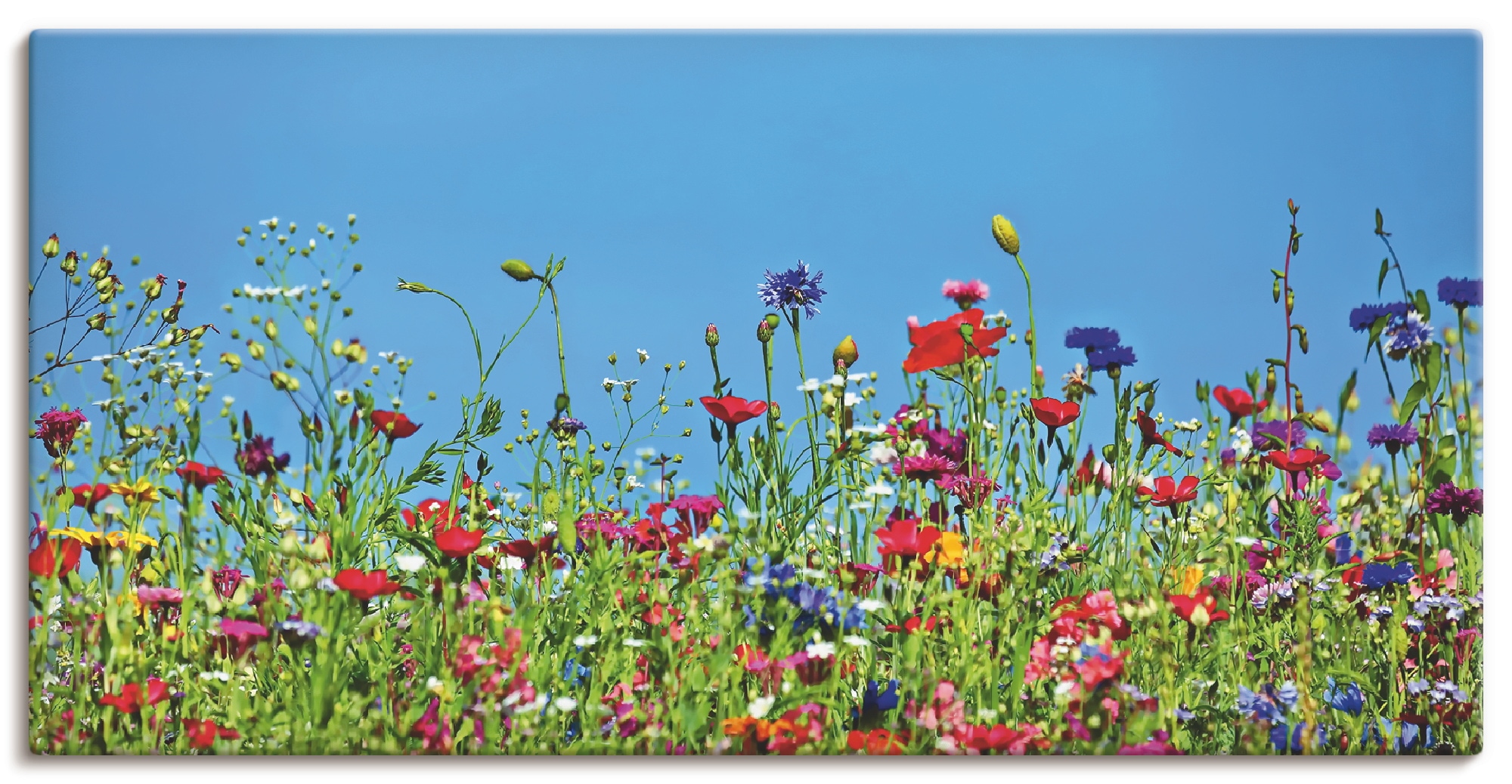Image of Artland Leinwandbild "Blumenwiese II" Blumenwiese 1 Stk. tlg. auf Holzrahmen gespannt
