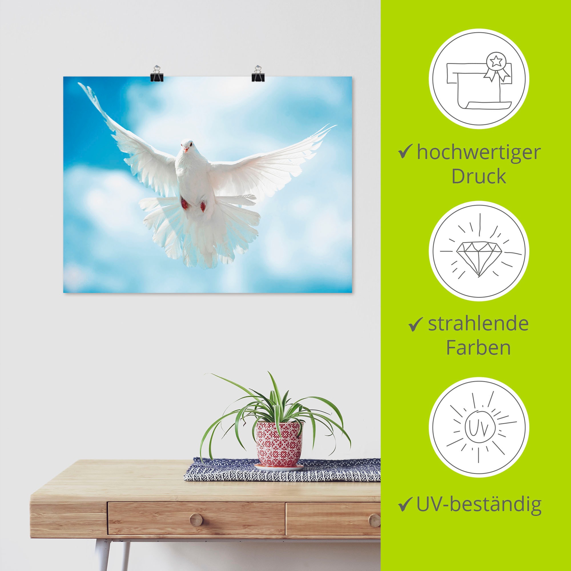 Artland Wandbild »Taube mit ausgebreiteten Flügeln« Vögel 1 Stk. tlg. als Alubild, Leinwandbild, Poster in verschied. Grössen