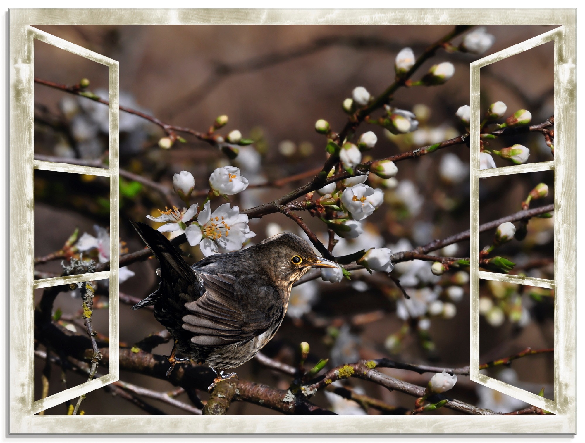 Image of Artland Glasbild »Fensterblick - Kirschblüten mit Amsel«, Vögel, (1 St.) bei Ackermann Versand Schweiz