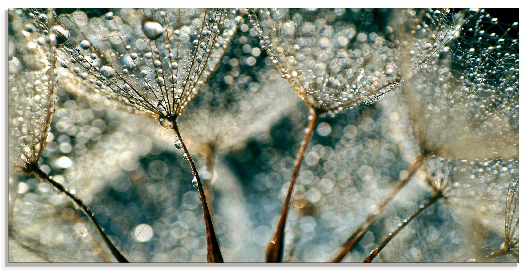 Image of Artland Glasbild "Pusteblume Regenschauer" Blumen 1 Stk. tlg. in verschiedenen Grössen