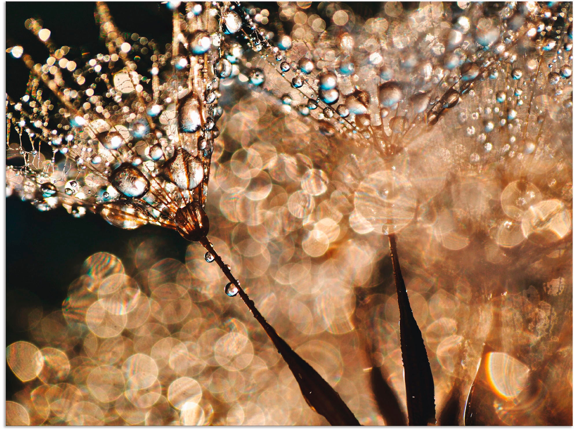 Image of Artland Wandbild "Pusteblume Goldschimmer" Blumen 1 Stk. tlg. als Alubild, Leinwandbild, Poster in verschied. Grössen