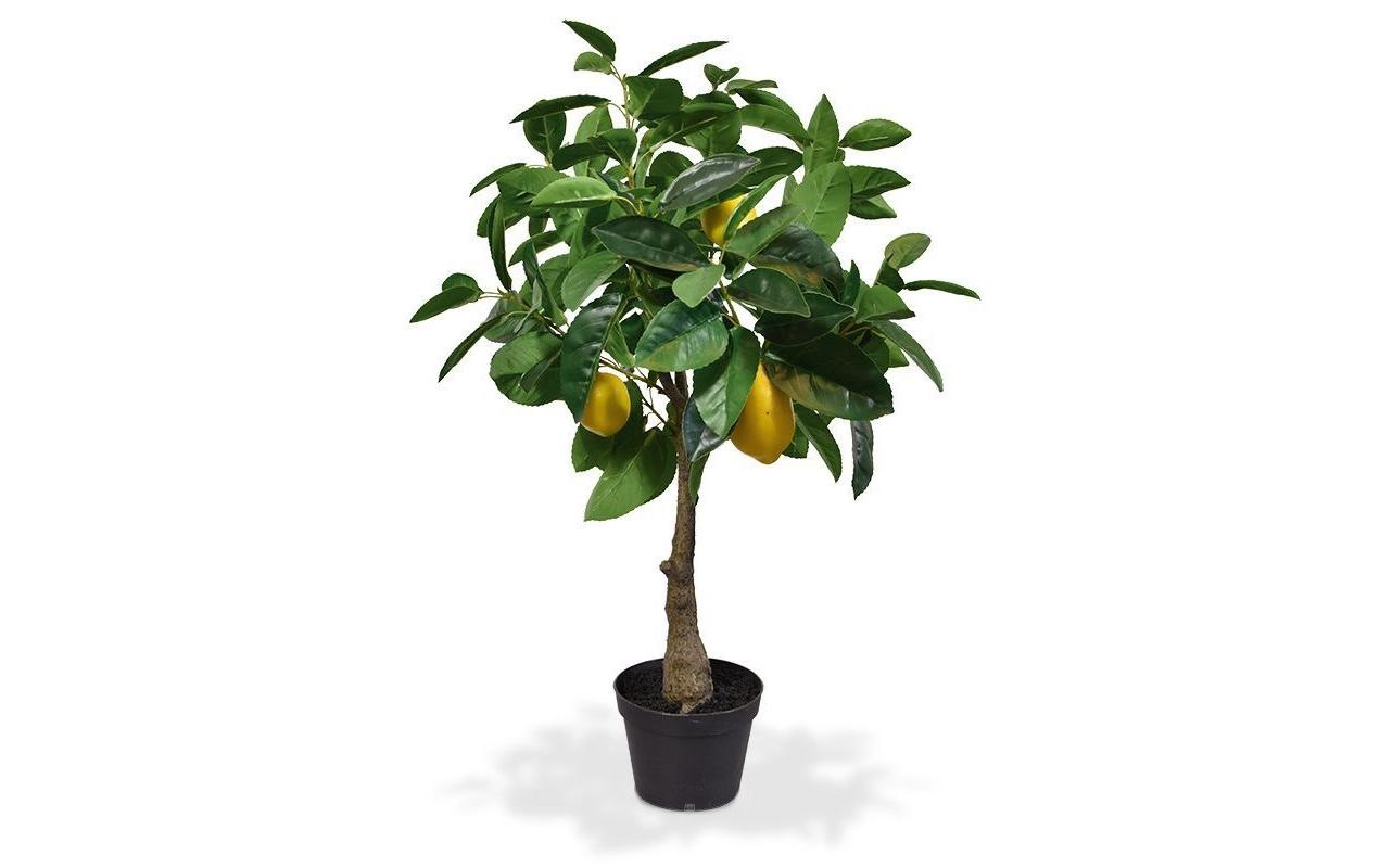 Image of Botanic-Haus Kunstblume "Zitronenbaum 70 cm"