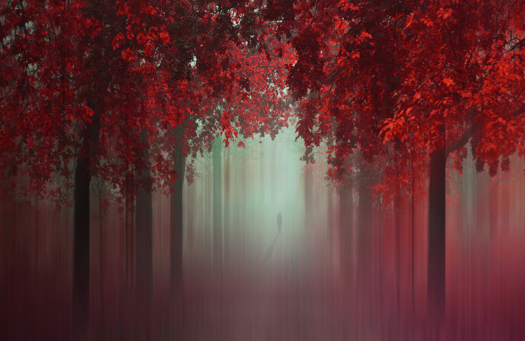 Image of Papermoon Fototapete »Photo-Art ILDIKO NEER, AUS DER LIEBE WALD IN ROT«, Vliestapete, hochwertiger Digitaldruck, inklusive Kleister bei Ackermann Versand Schweiz