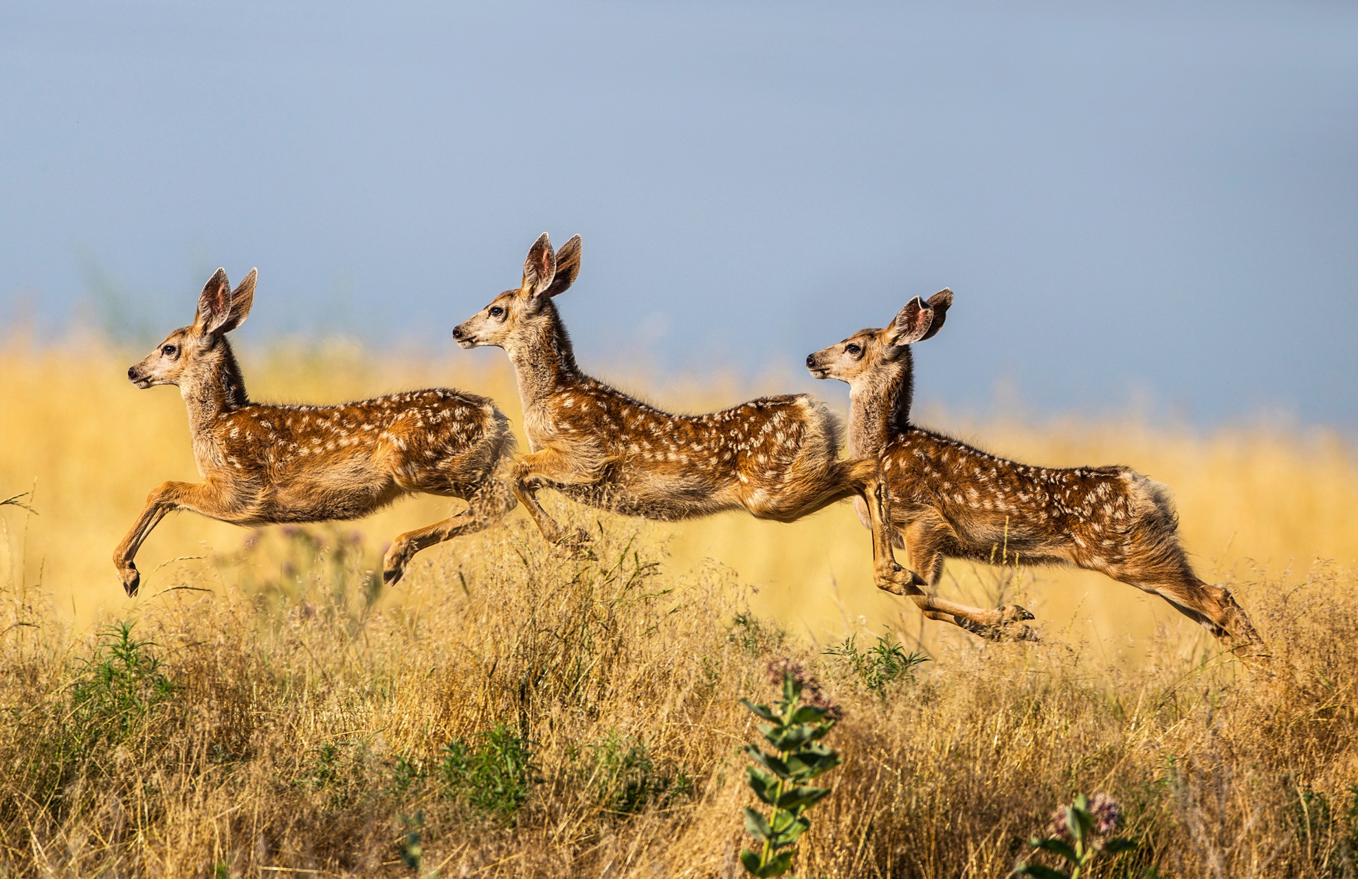 Image of Papermoon Fototapete »Photo-Art VERDON, TRIPORN-SPRUNG«, Vliestapete, hochwertiger Digitaldruck, inklusive Kleister bei Ackermann Versand Schweiz