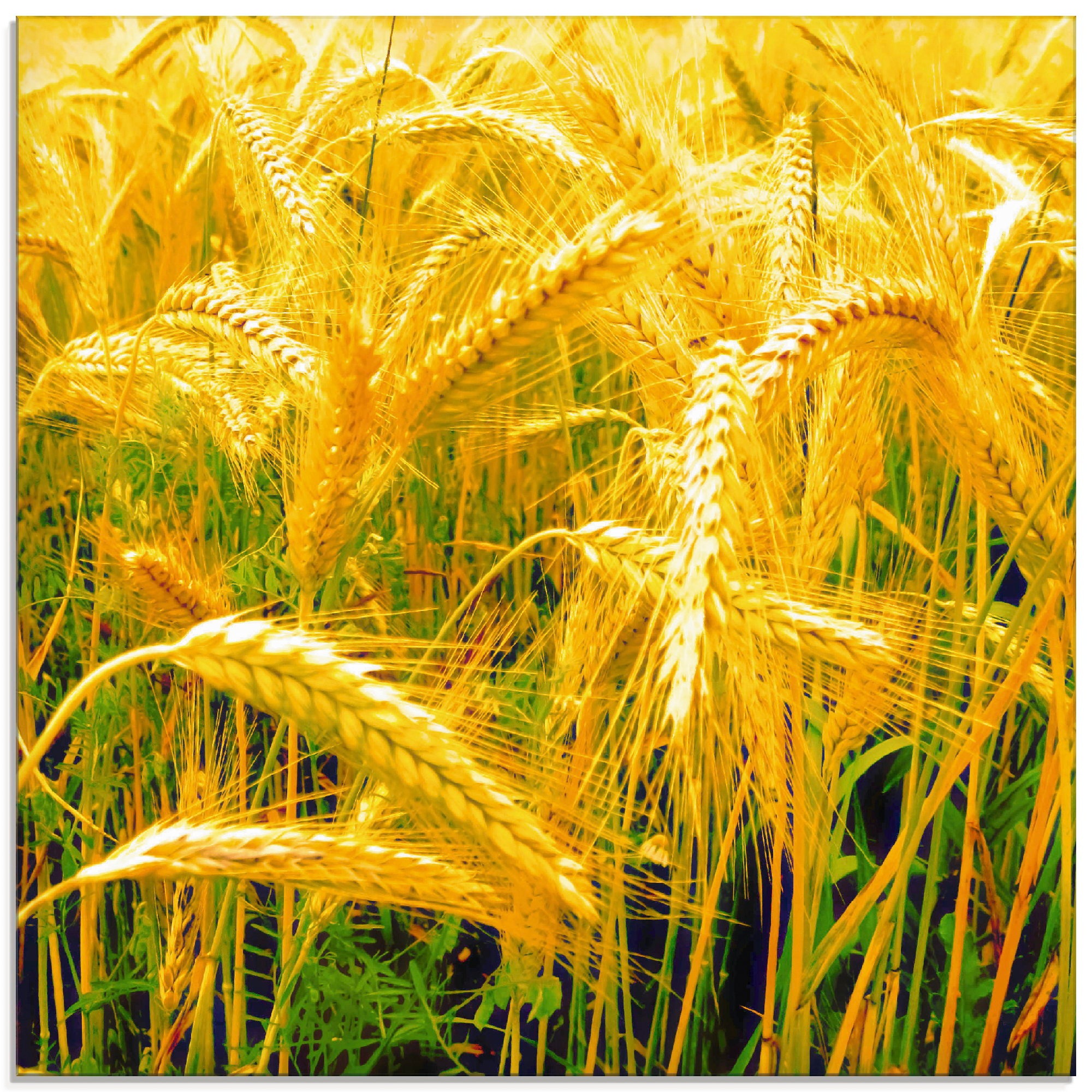 Image of Artland Glasbild »Erntegold«, Pflanzen, (1 St.) bei Ackermann Versand Schweiz