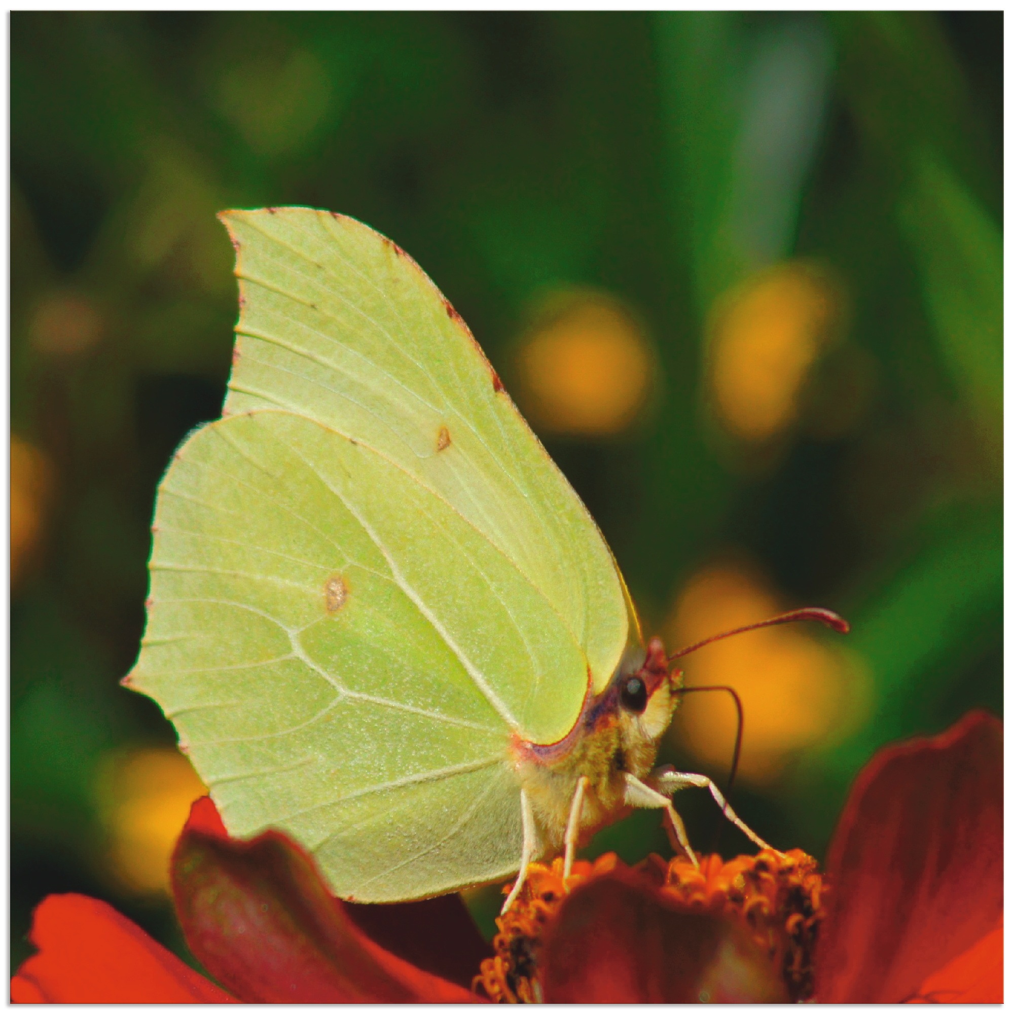 Image of Artland Wandbild »Zitronenfalter«, Insekten, (1 St.), in vielen Grössen & Produktarten - Alubild / Outdoorbild für den Aussenbereich, Leinwandbild, Poster, Wandaufkleber / Wandtattoo auch für Badezimmer geeignet bei Ackermann Versand Schweiz