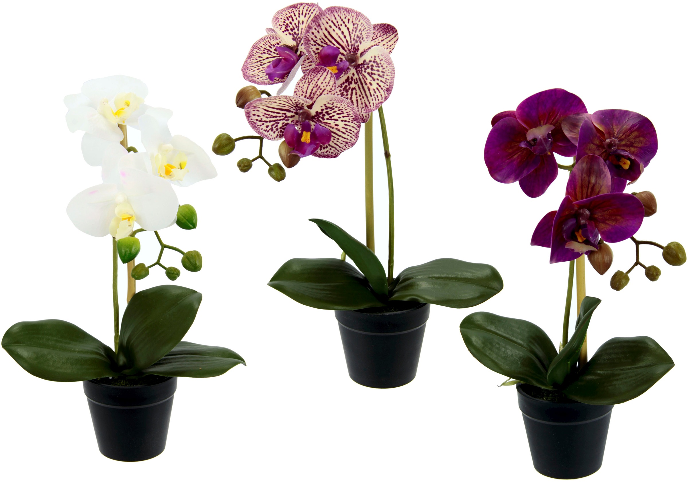 Image of I.GE.A. Kunstorchidee »Phalaenopsis«, (3 St.), im Kunststofftopf, 3er Set bei Ackermann Versand Schweiz