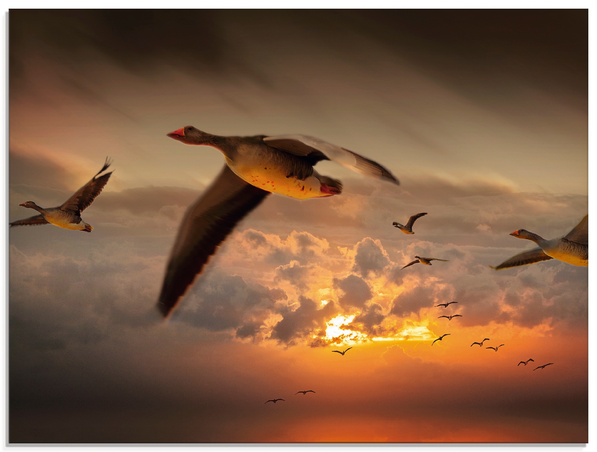 Image of Artland Glasbild »Der Flug der Wildgänse...«, Vögel, (1 St.) bei Ackermann Versand Schweiz
