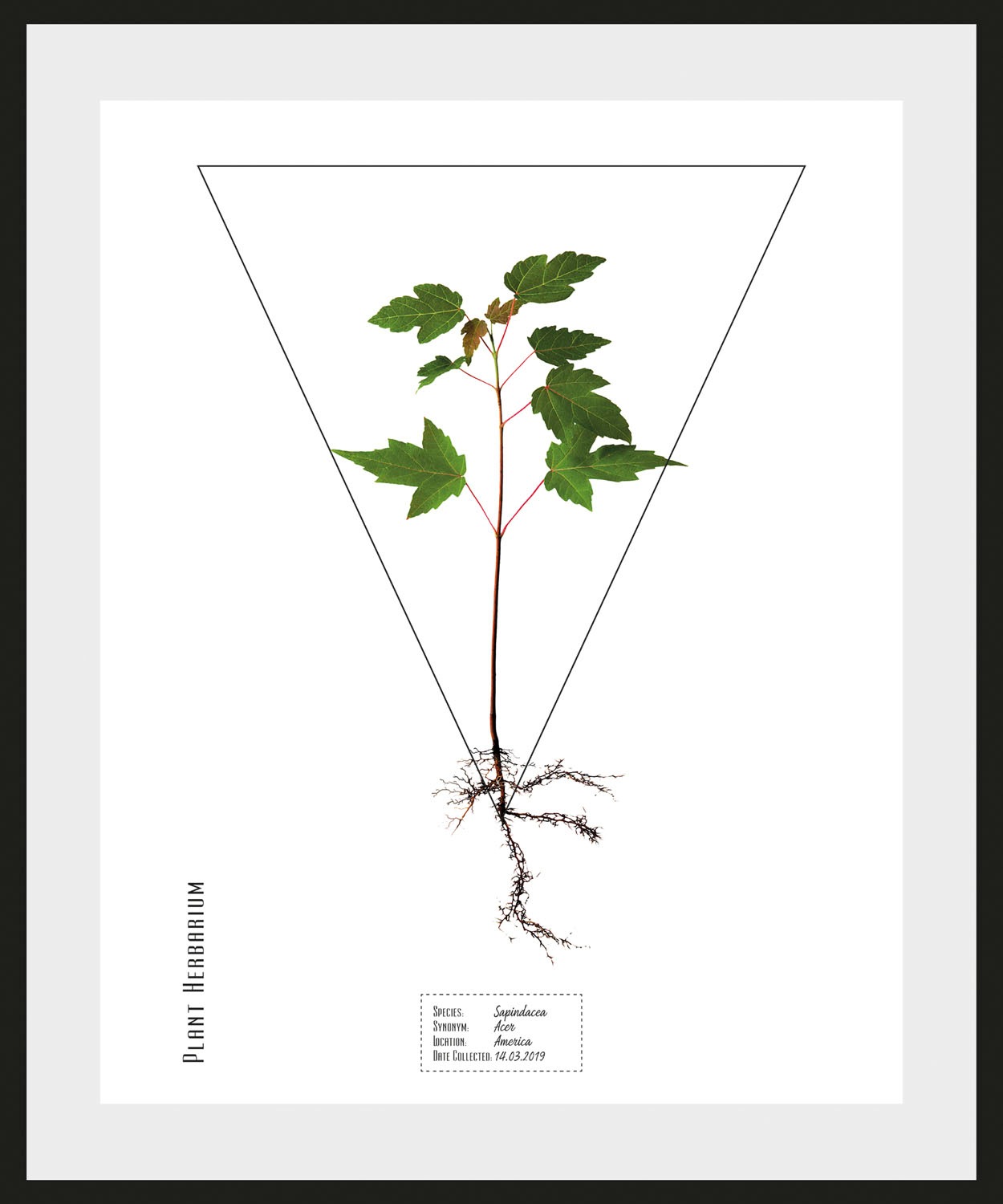 Image of queence Bild »Sapindacea«, (1 St.) bei Ackermann Versand Schweiz